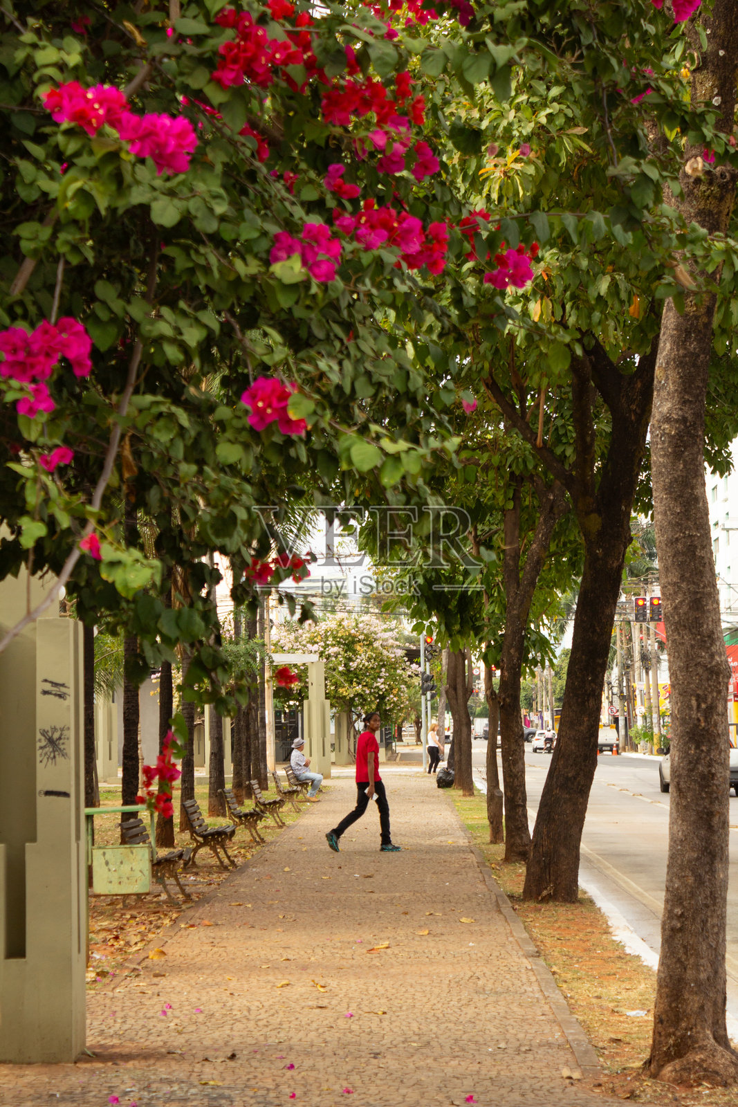戈亚斯大道上的花卉凉亭。照片摄影图片