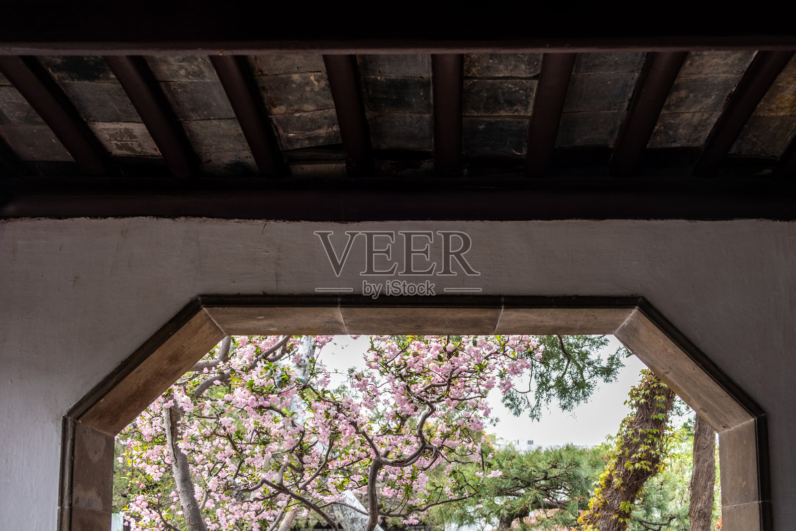 中国的春天。窗外的传统中国园林景观与海棠花盛开。照片摄影图片