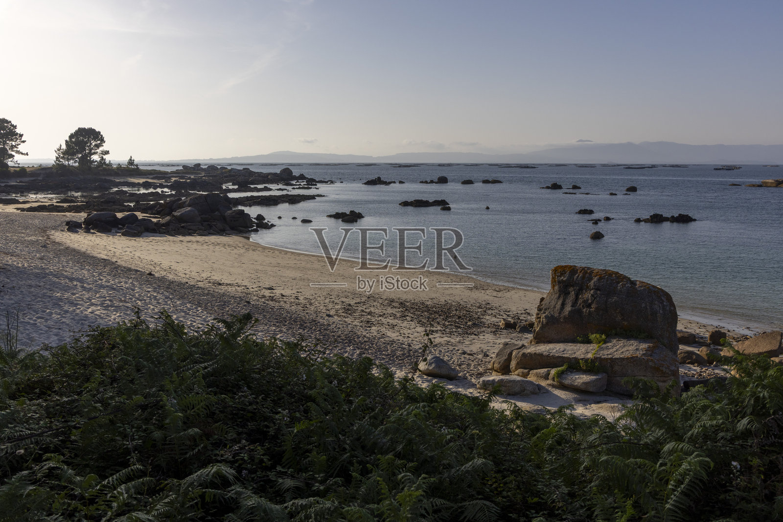 一棵树位于岩石海岸前方，背景是一片水域。照片摄影图片