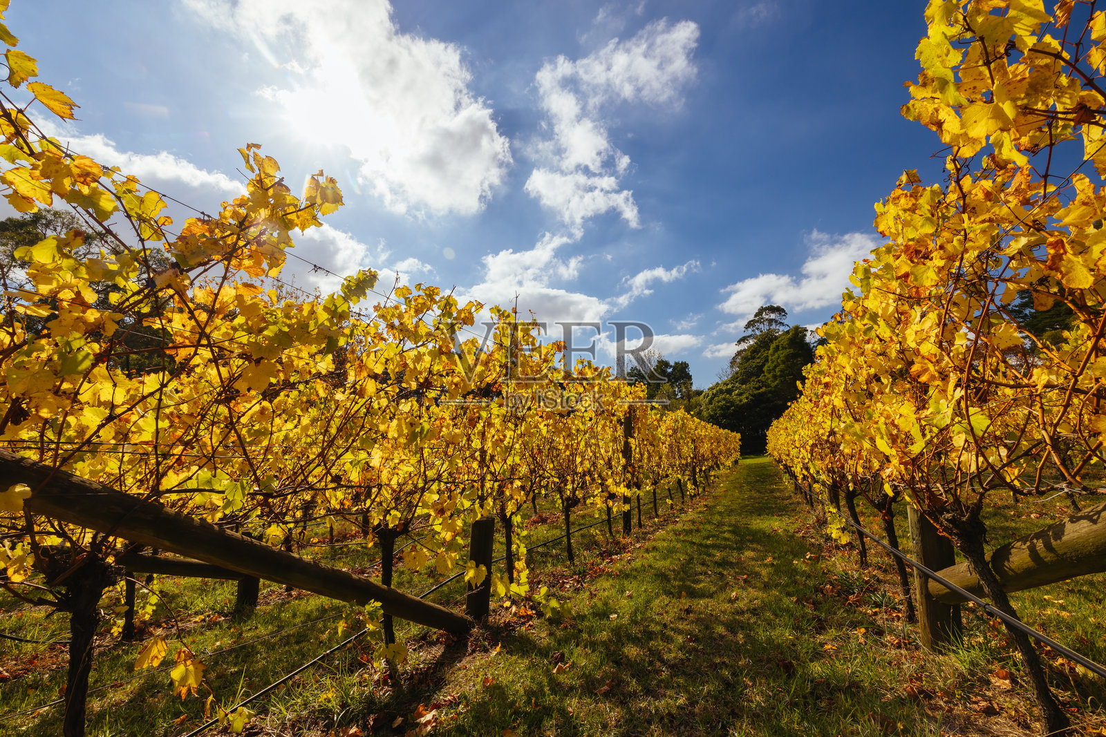 澳大利亚晨顿半岛的葡萄藤照片摄影图片