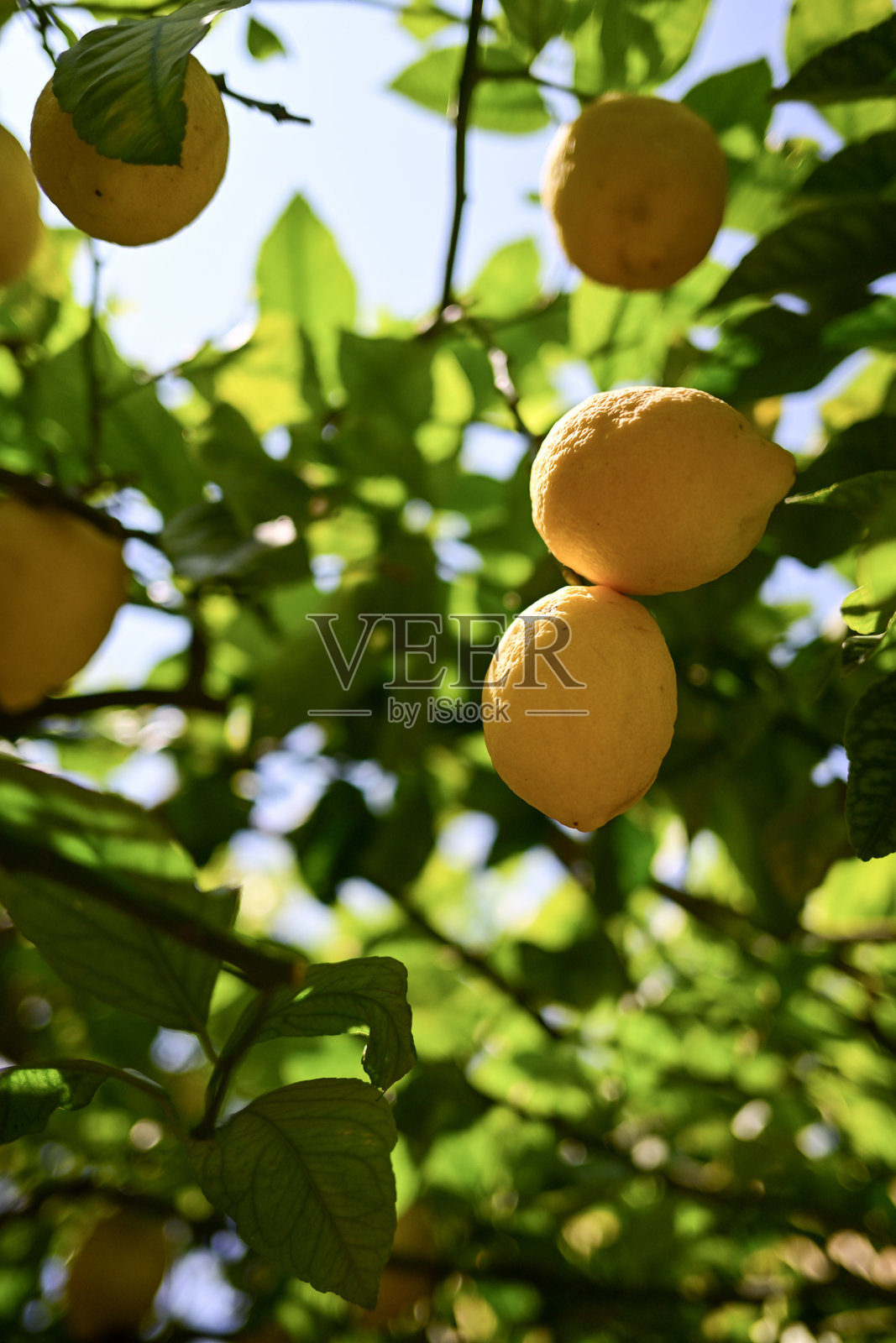 柚子 2照片摄影图片