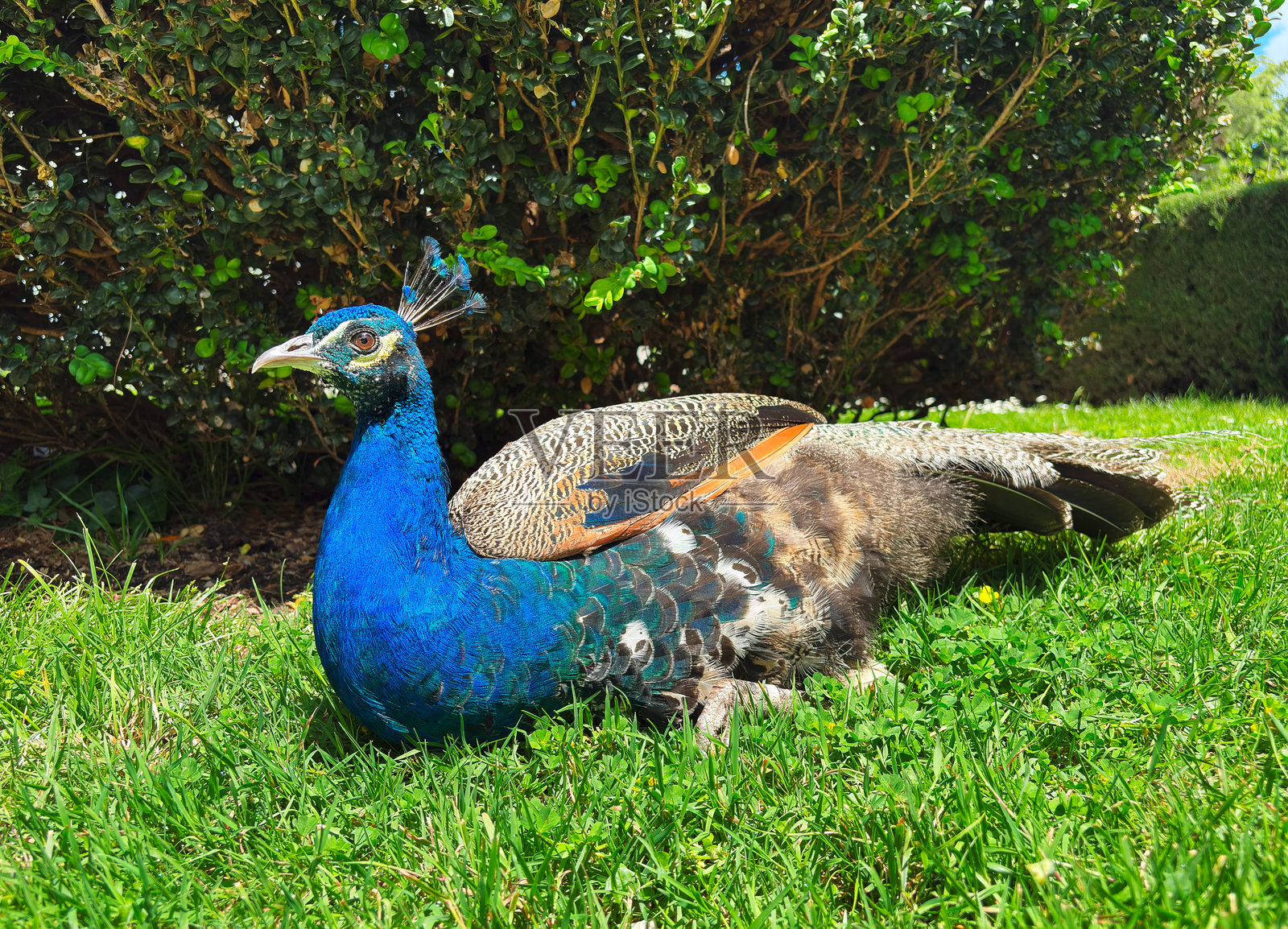 一只雄孔雀在草地上休息。照片摄影图片