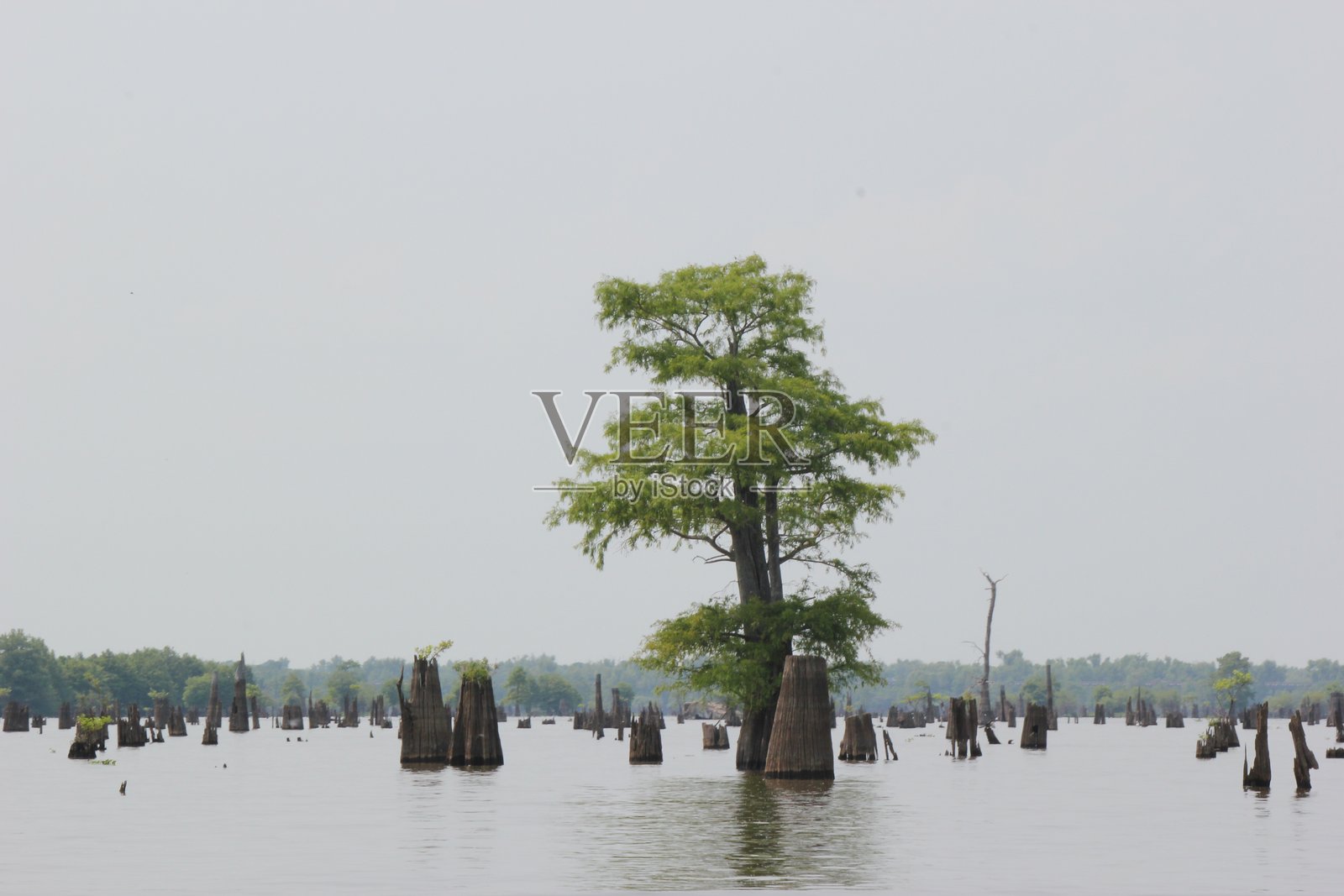 阿查法拉亚盆地照片摄影图片
