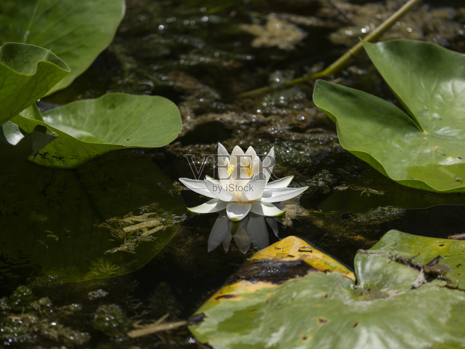 池塘中的白色睡莲照片摄影图片