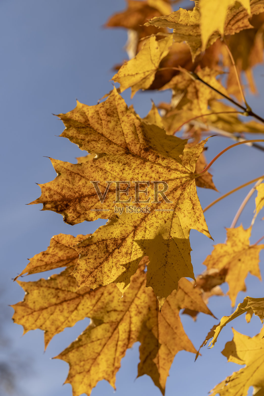 阳光明媚的天气下，枫叶在印度夏季变色，映衬着天空的特写镜头照片摄影图片