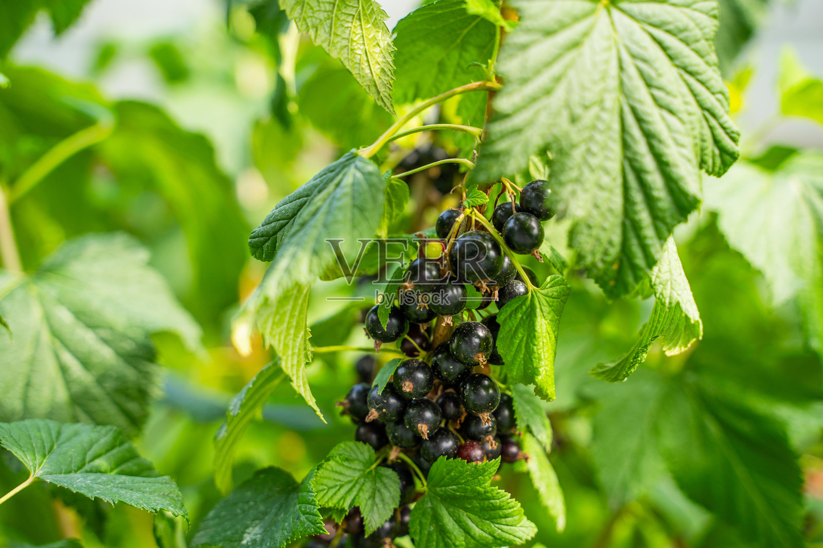 黑加仑在灌木枝条上生长，特写镜头照片摄影图片