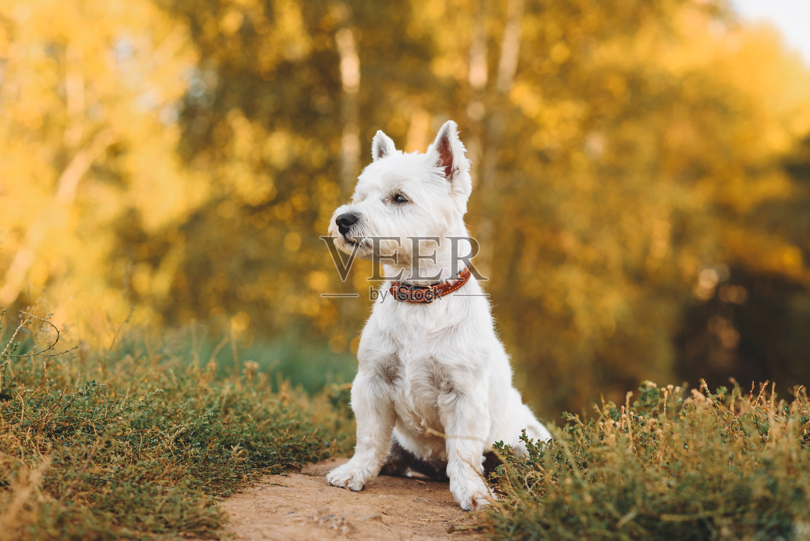 狗在公园散步照片摄影图片