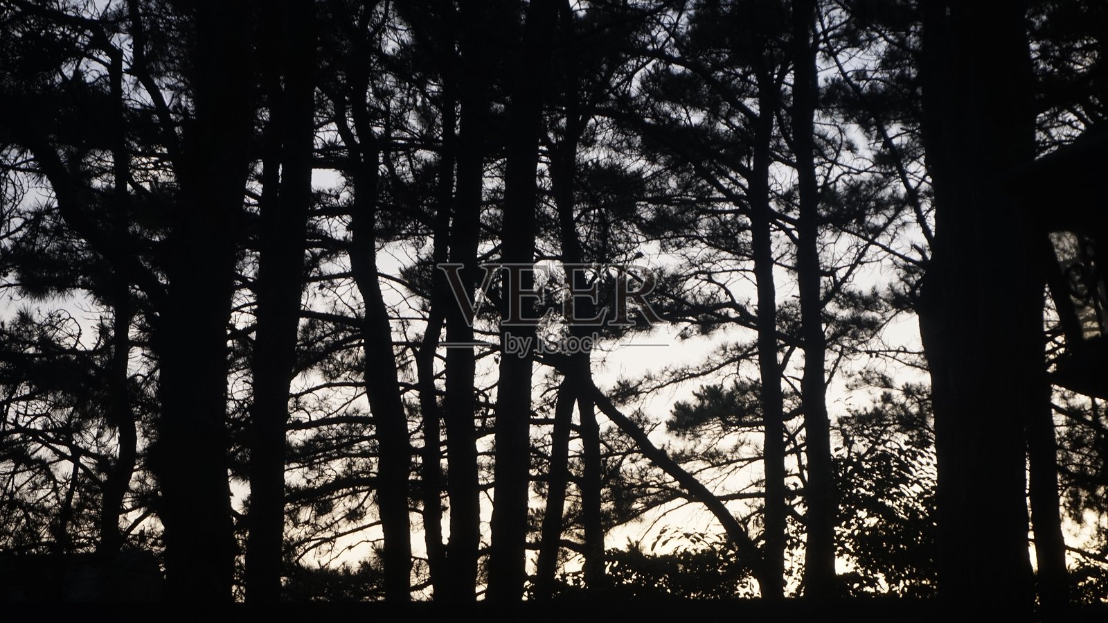 森林场景中，背光的松树与昏暗的黄昏天空相映成趣照片摄影图片