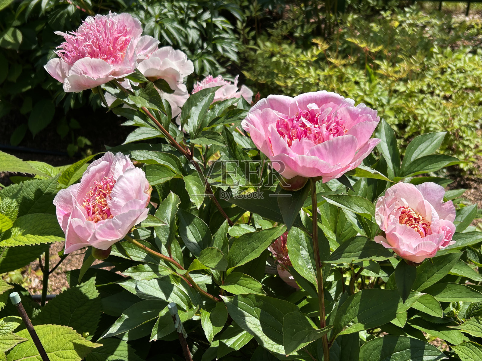 花园中的粉色牡丹。特写。自然背景照片摄影图片