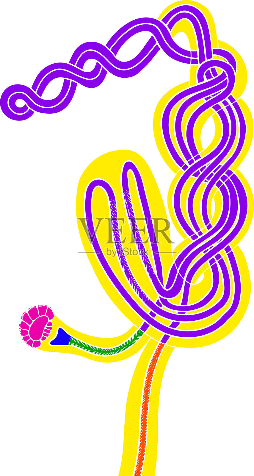 Pheretima蚯蚓的隔膜肾单位示意图，用于生物课教学插画图片素材