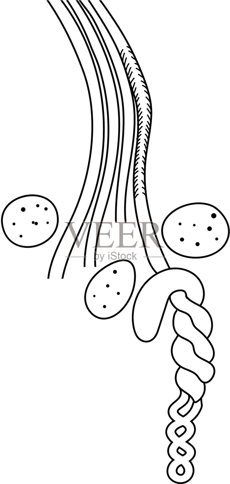 用于生物课的带有血腺的咽腔肾单位的涂色页，展示了蚯蚓的排泄系统图。插画图片素材