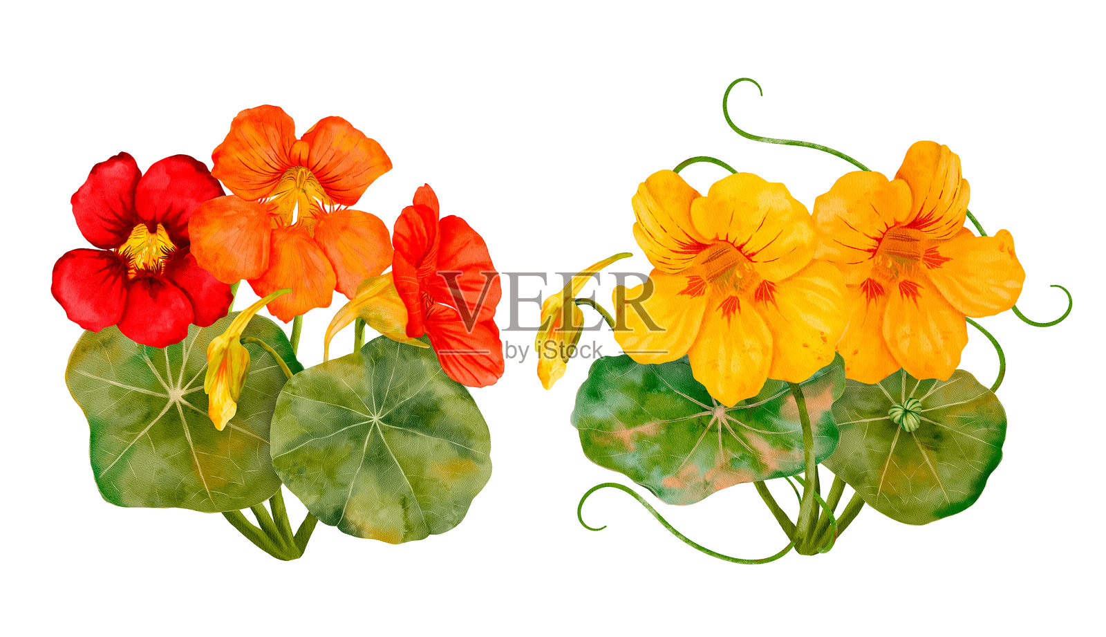 鲜艳夺目的美丽金莲花，红色和黄色交相辉映插画图片素材