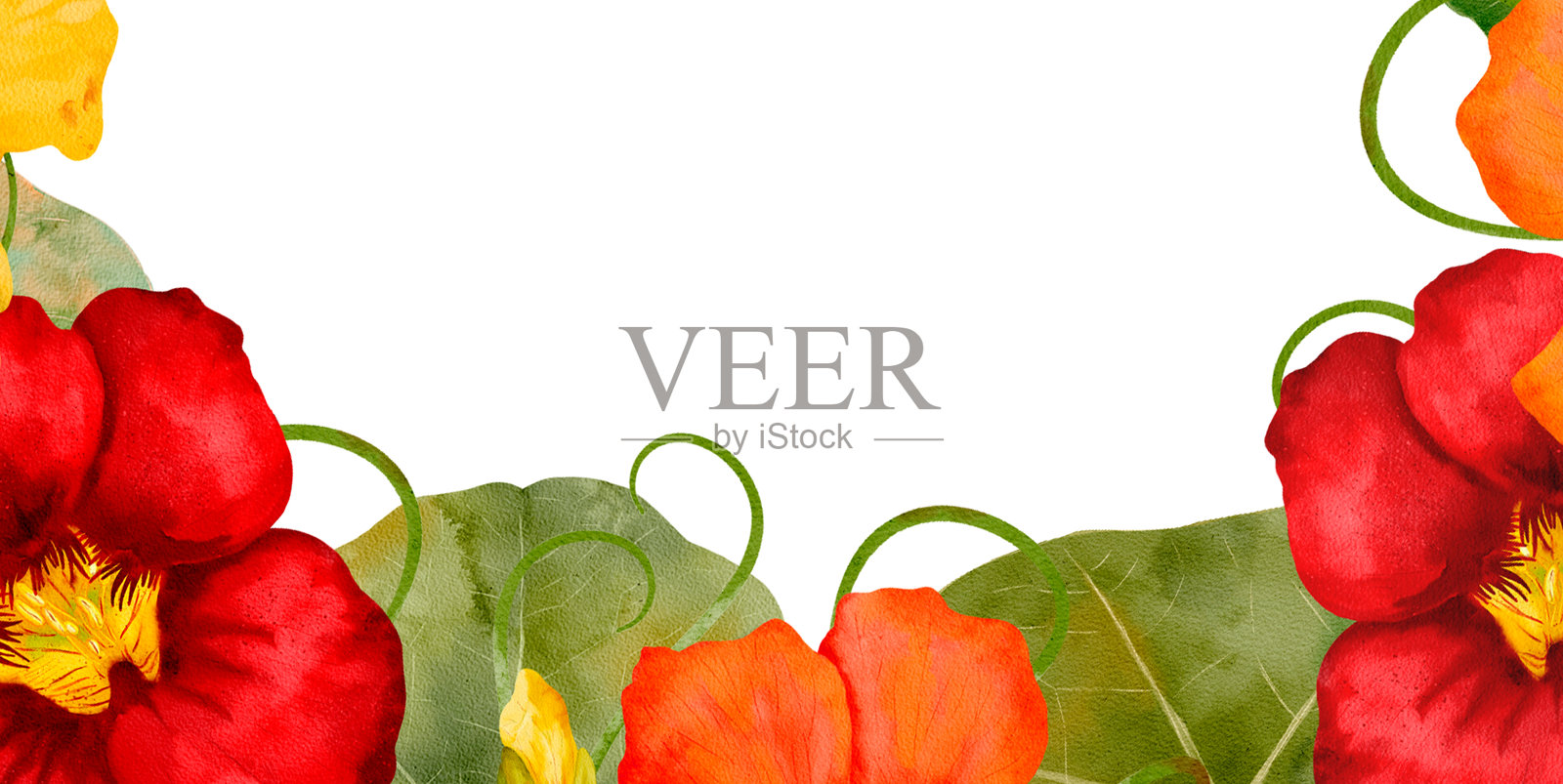 水彩花卉边框，展现美丽的旱金莲和丰盛的叶子插画图片素材