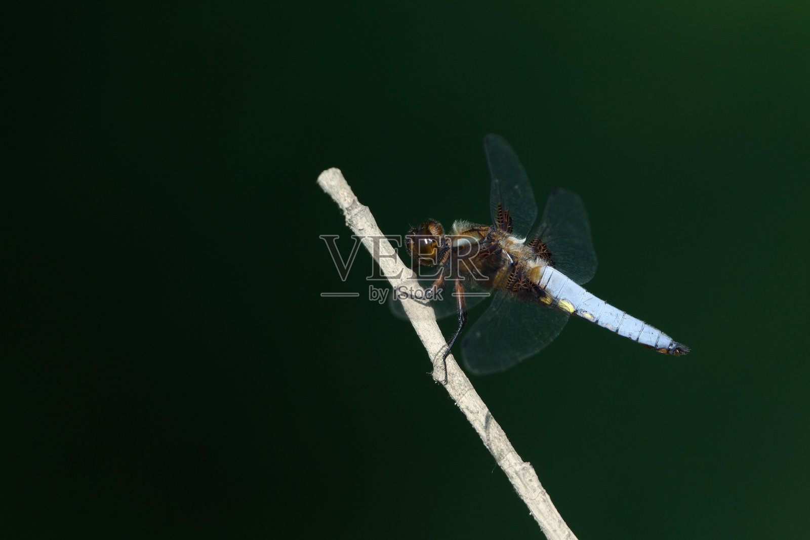 宽体蜻蜓（Libellula depressa）栖息在树枝上。照片摄影图片