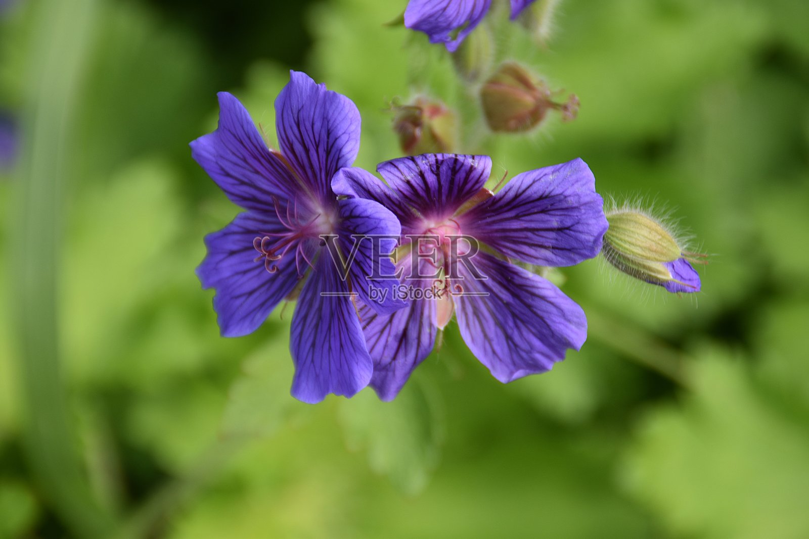 迷人的天竺葵照片摄影图片