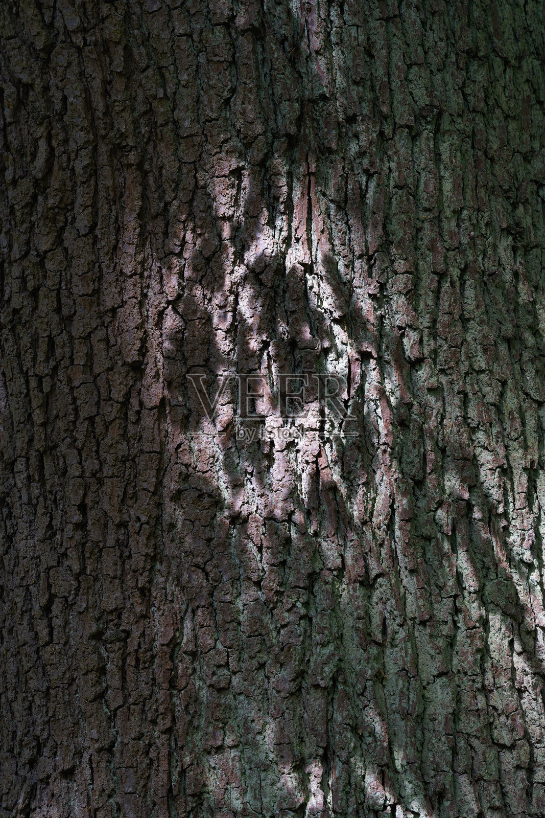 Blurred shadows of oak leaves on the rough bark of an oak tree.照片摄影图片
