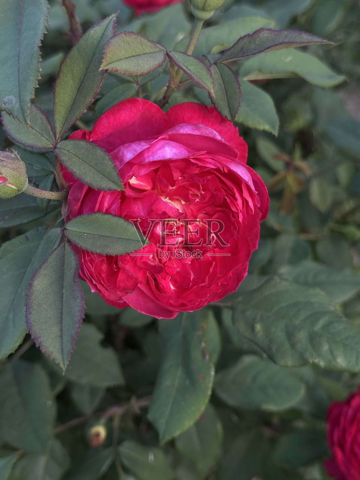 一朵美丽鲜艳的红玫瑰花舒适地 nestled 在郁郁葱葱的绿叶中照片摄影图片