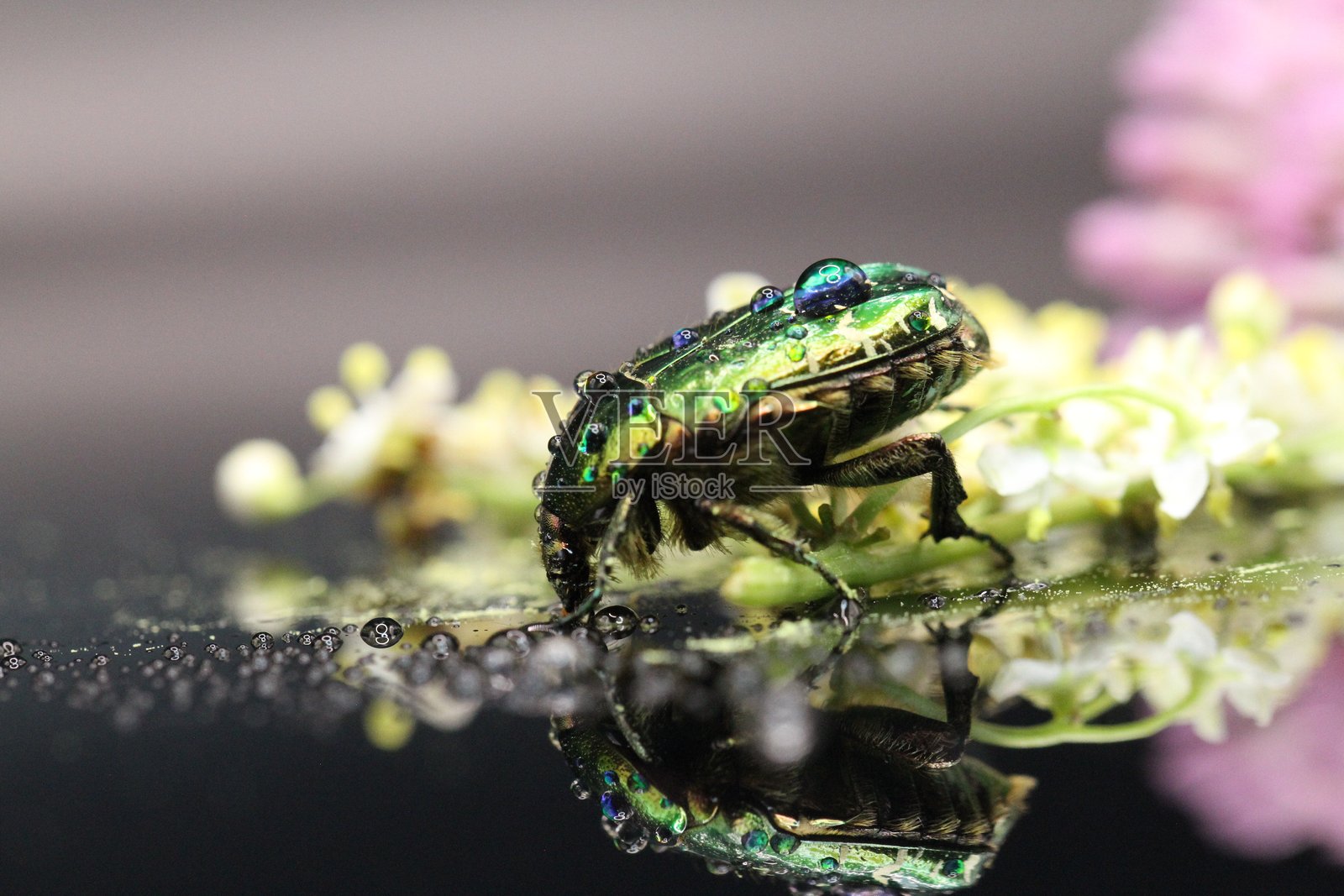金色甲虫在花粉上觅食，金色圣甲虫（Cetonia aurata）照片摄影图片