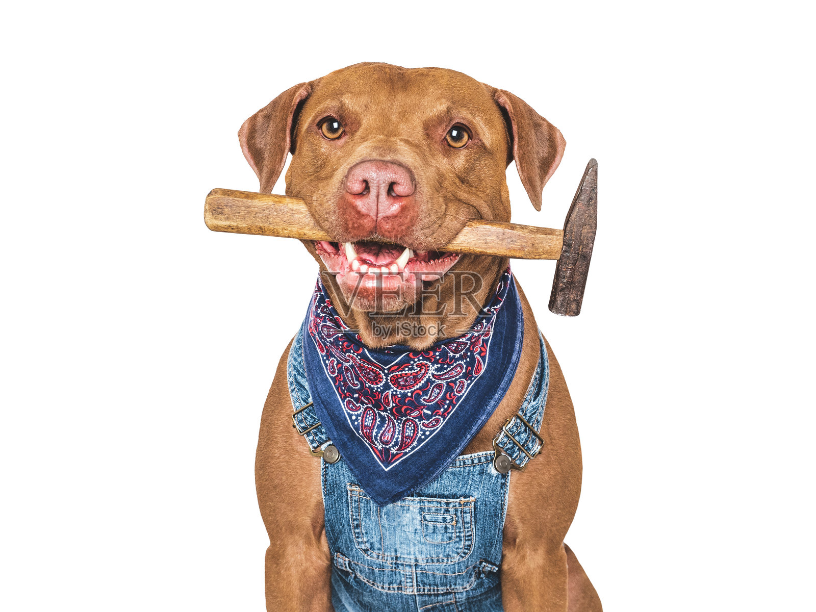 可爱的狗，穿着工作服，手持锤子。摄影棚拍摄。照片摄影图片