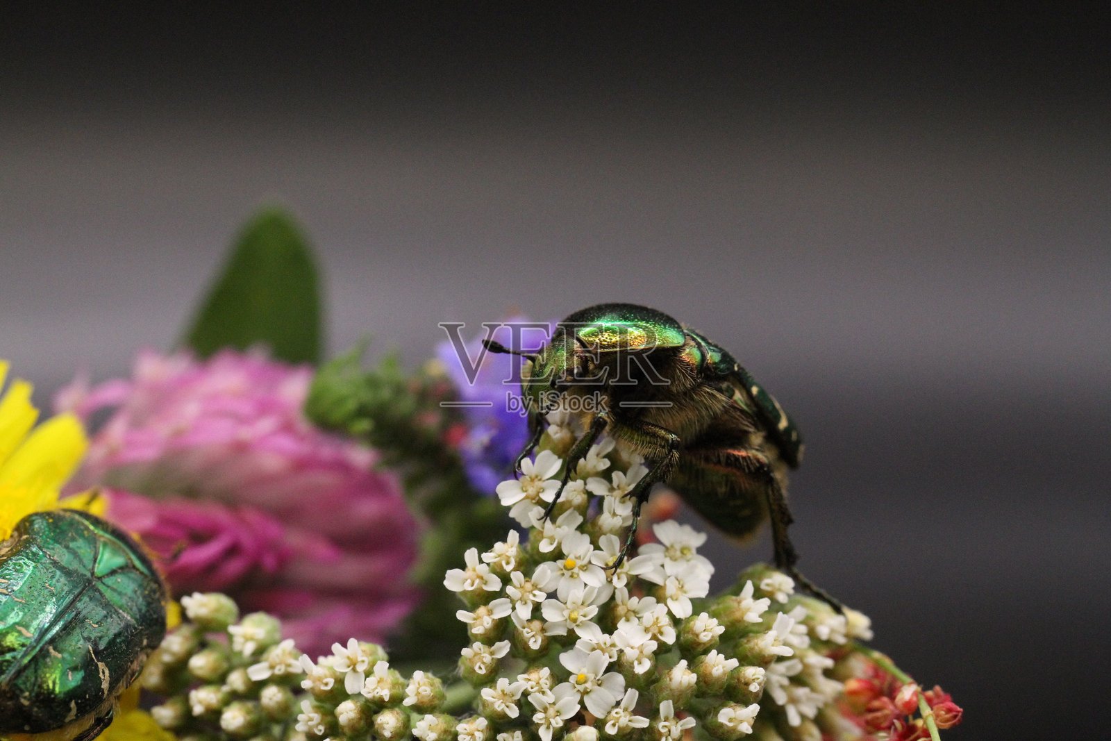金色甲虫在花粉上觅食，金色圣甲虫（Cetonia aurata）照片摄影图片