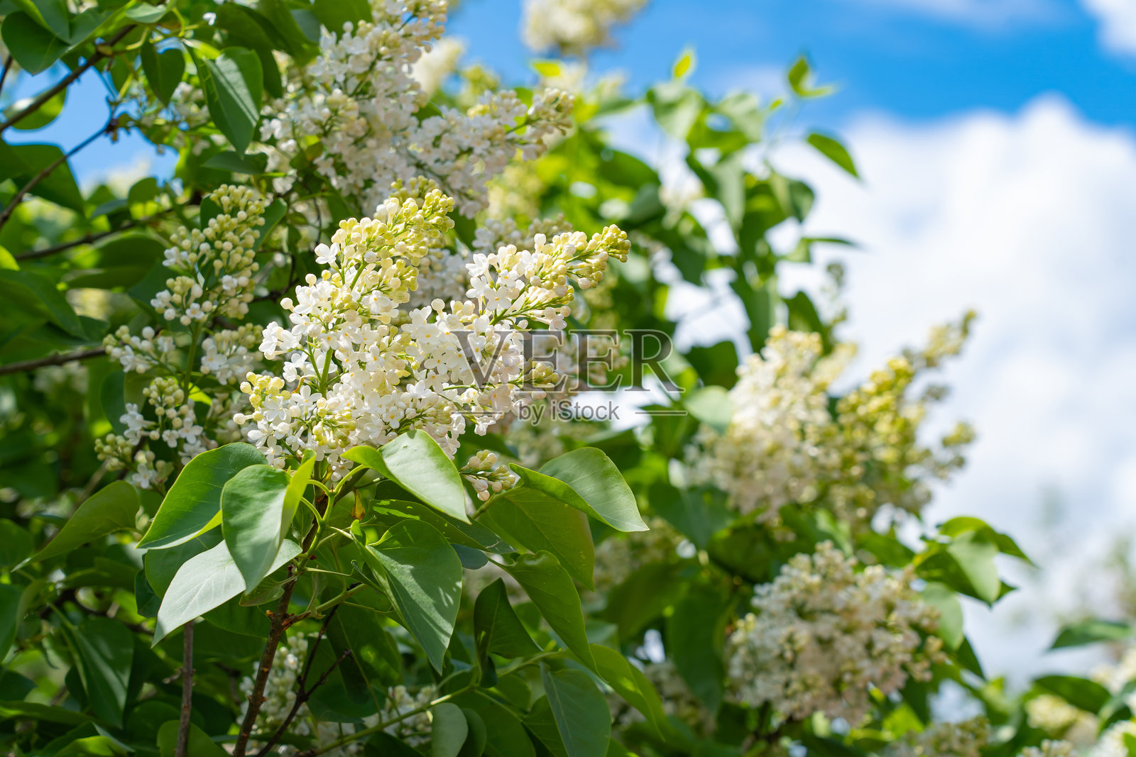 白色和紫色的丁香花，盛开的花序在枝头，夏日的阳光照片摄影图片