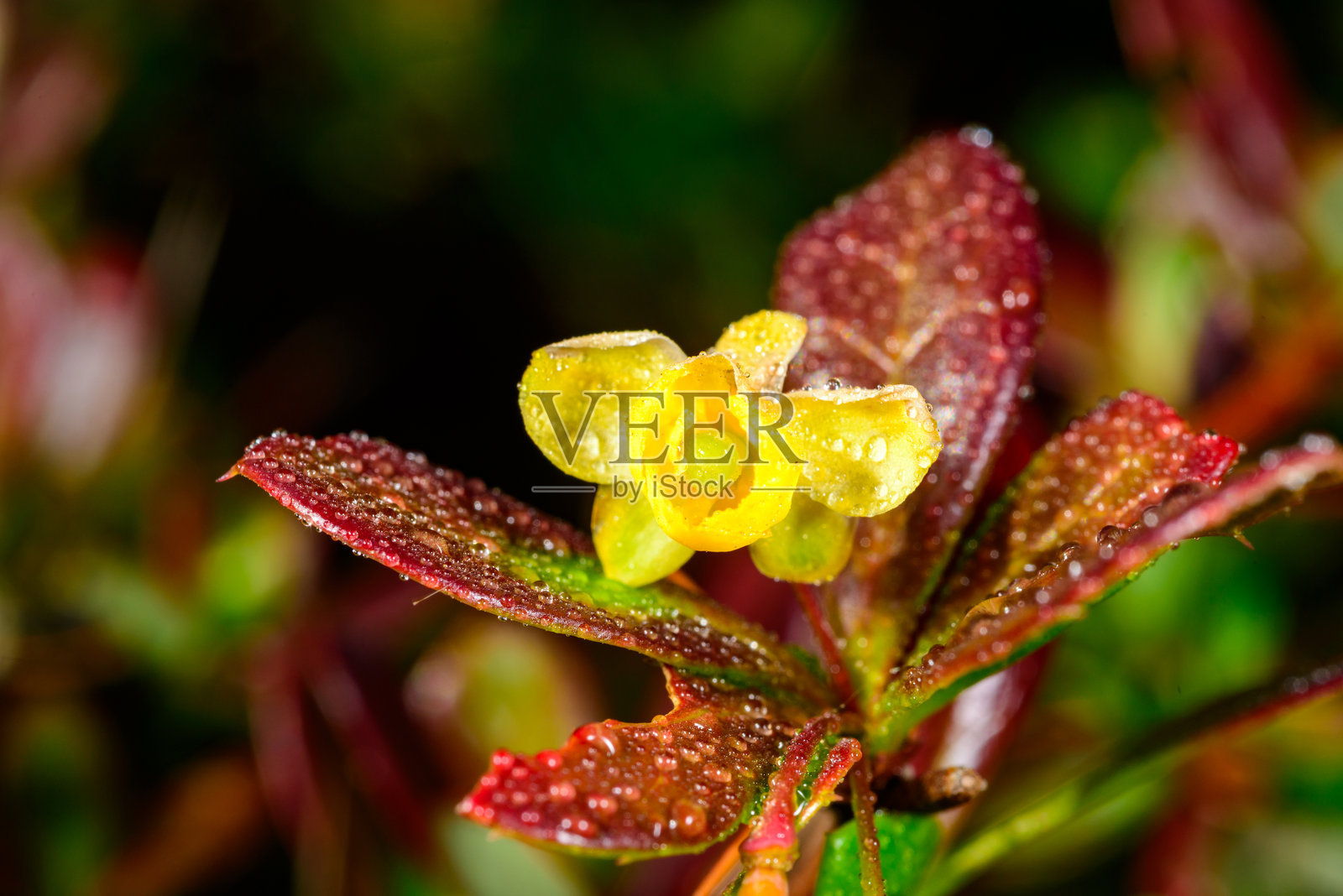花园中，黄色花朵上沾着露珠，背景是粉色的观赏植物叶子。照片摄影图片