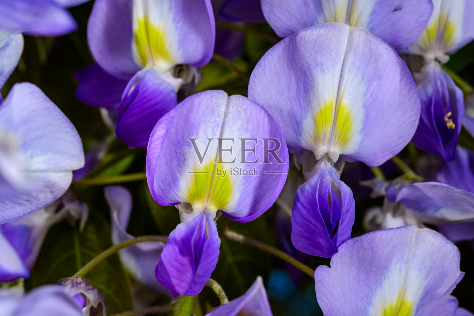 中国紫藤 - 紫藤（Wisteria sinensis），花园中攀爬植物的紫色花朵花序照片摄影图片
