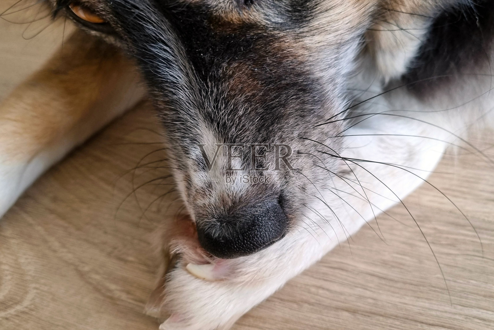 狗在木地板上啃爪子的特写 - 动物行为研究照片摄影图片