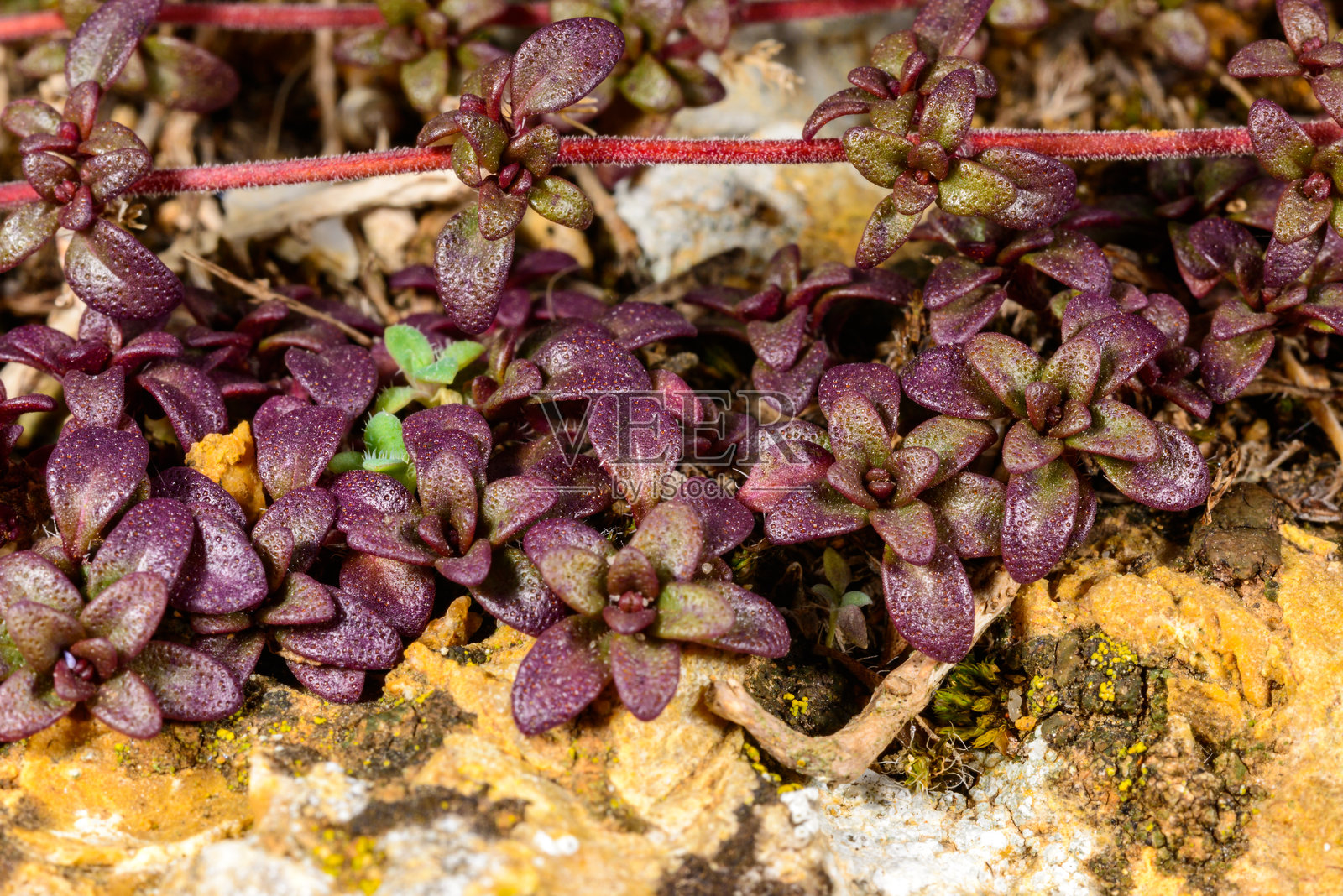 黑海沿岸自然岩石上春天被阳光照红的布雷克兰百里香（Thymus serpyllum）植物照片摄影图片