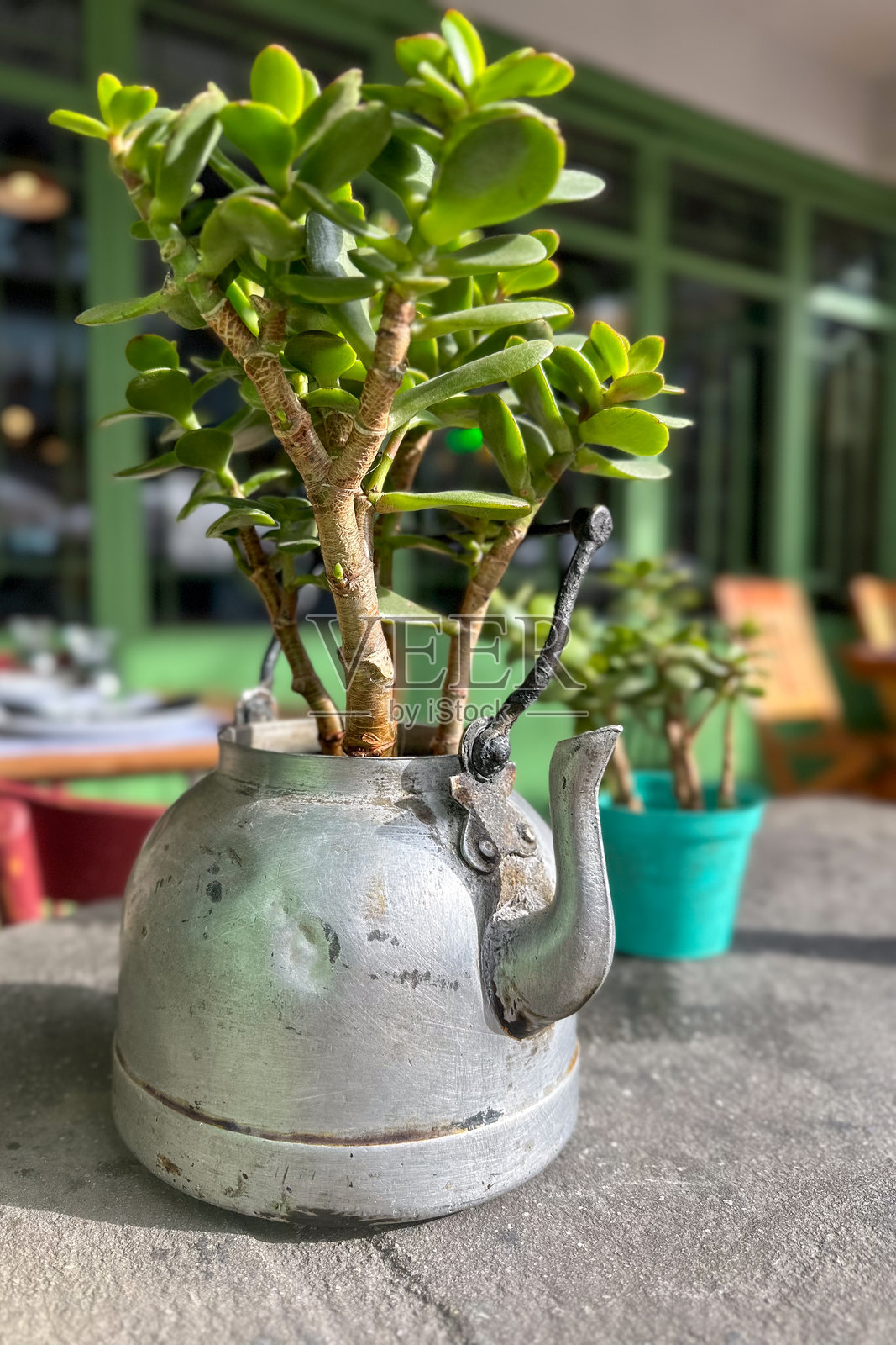 旧锈茶壶里的小植物，背景是露台和其他绿植。照片摄影图片
