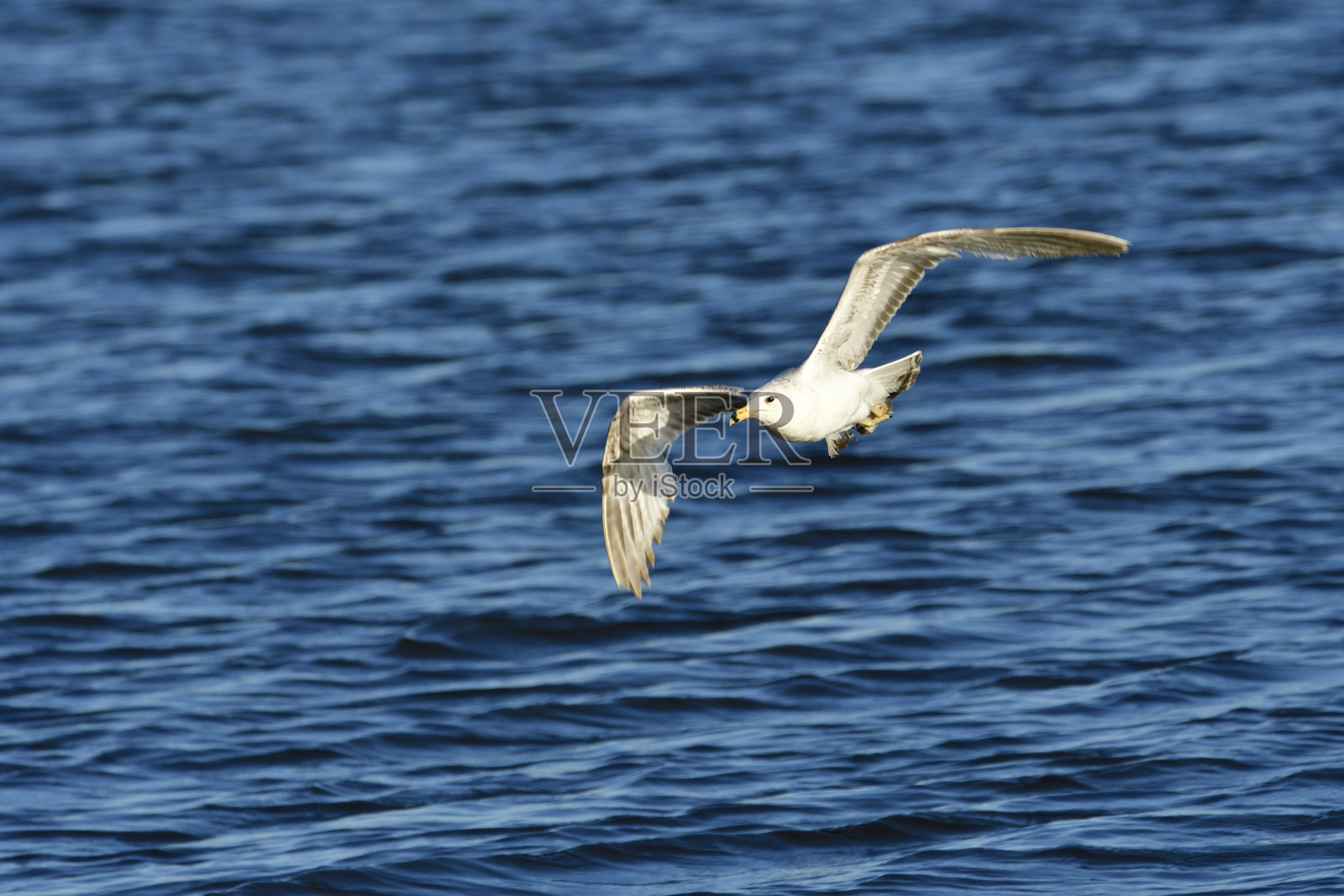 环嘴鸥照片摄影图片