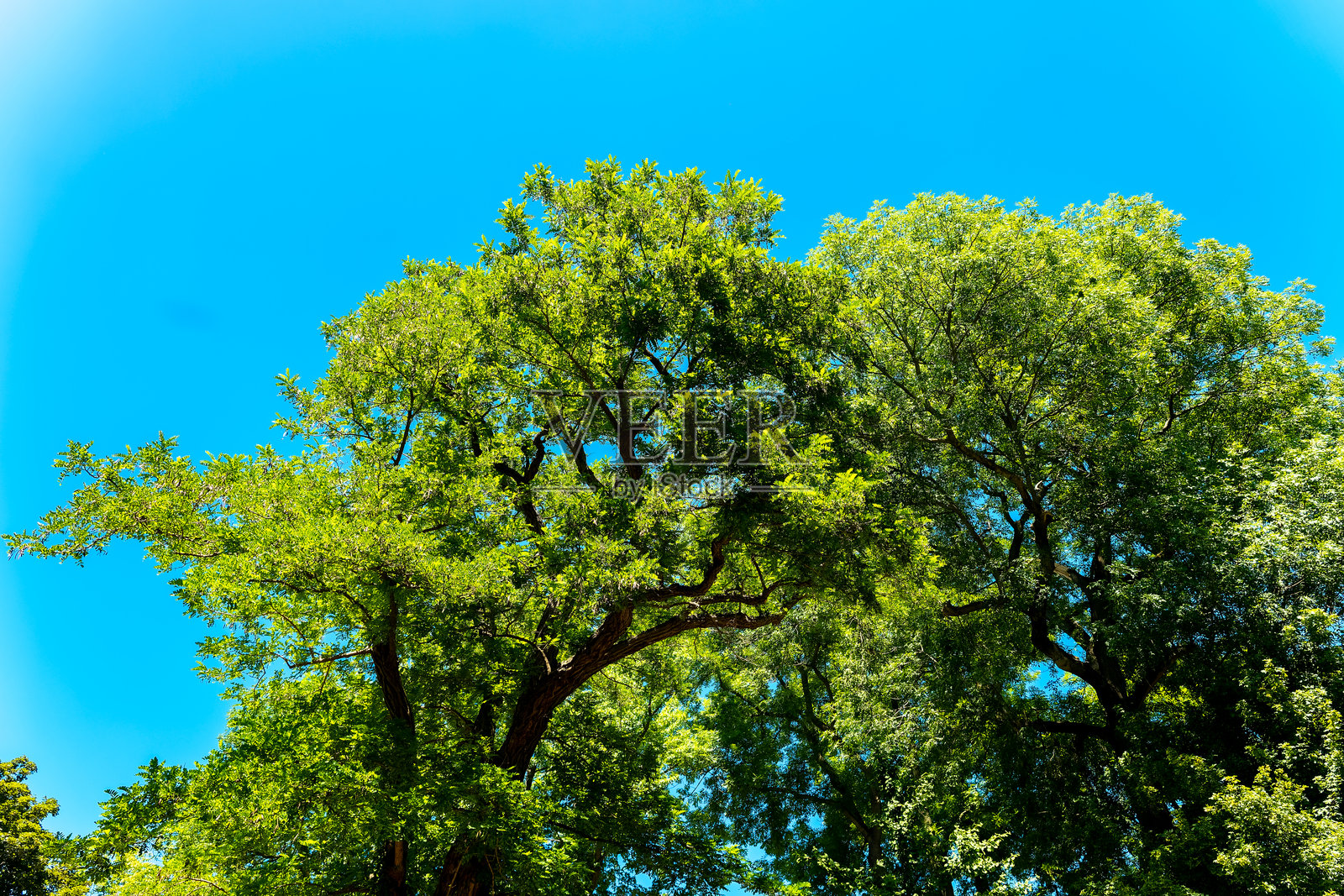 郁郁葱葱的绿色树冠伸向夏季明亮的蓝天照片摄影图片