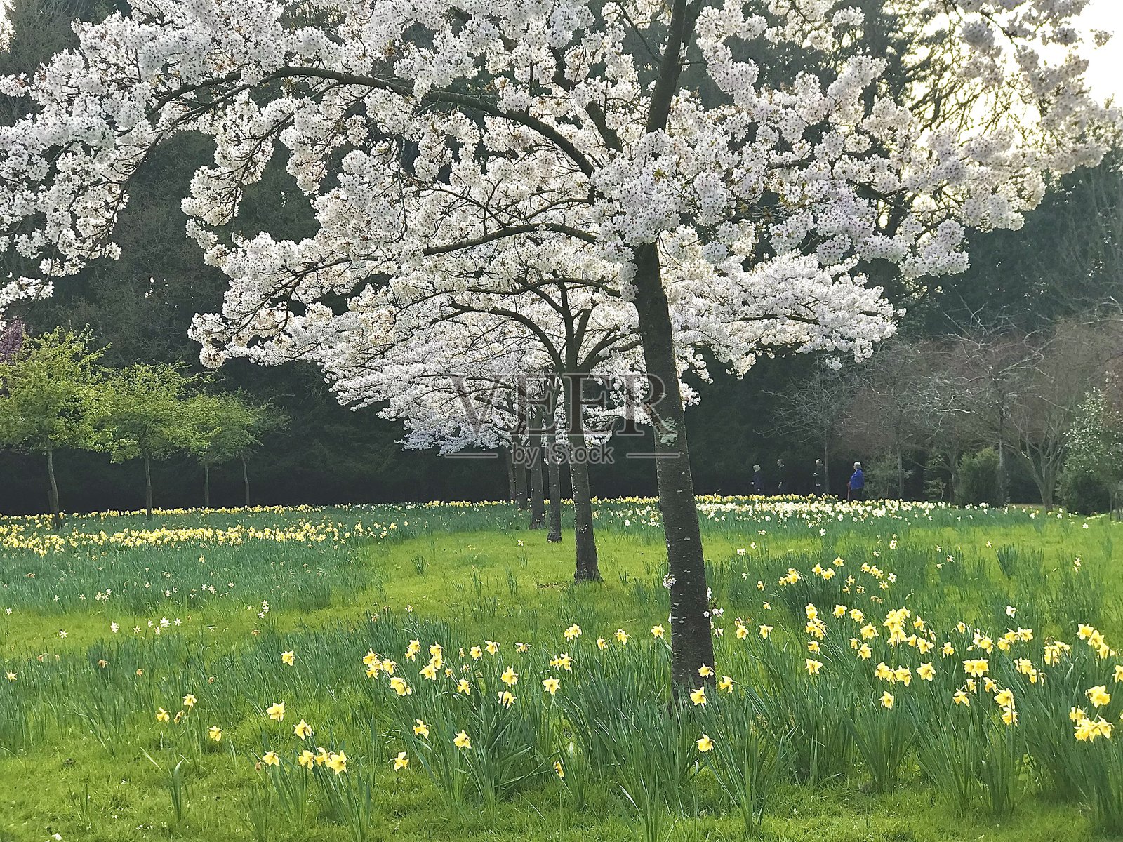 白色樱花树照片摄影图片