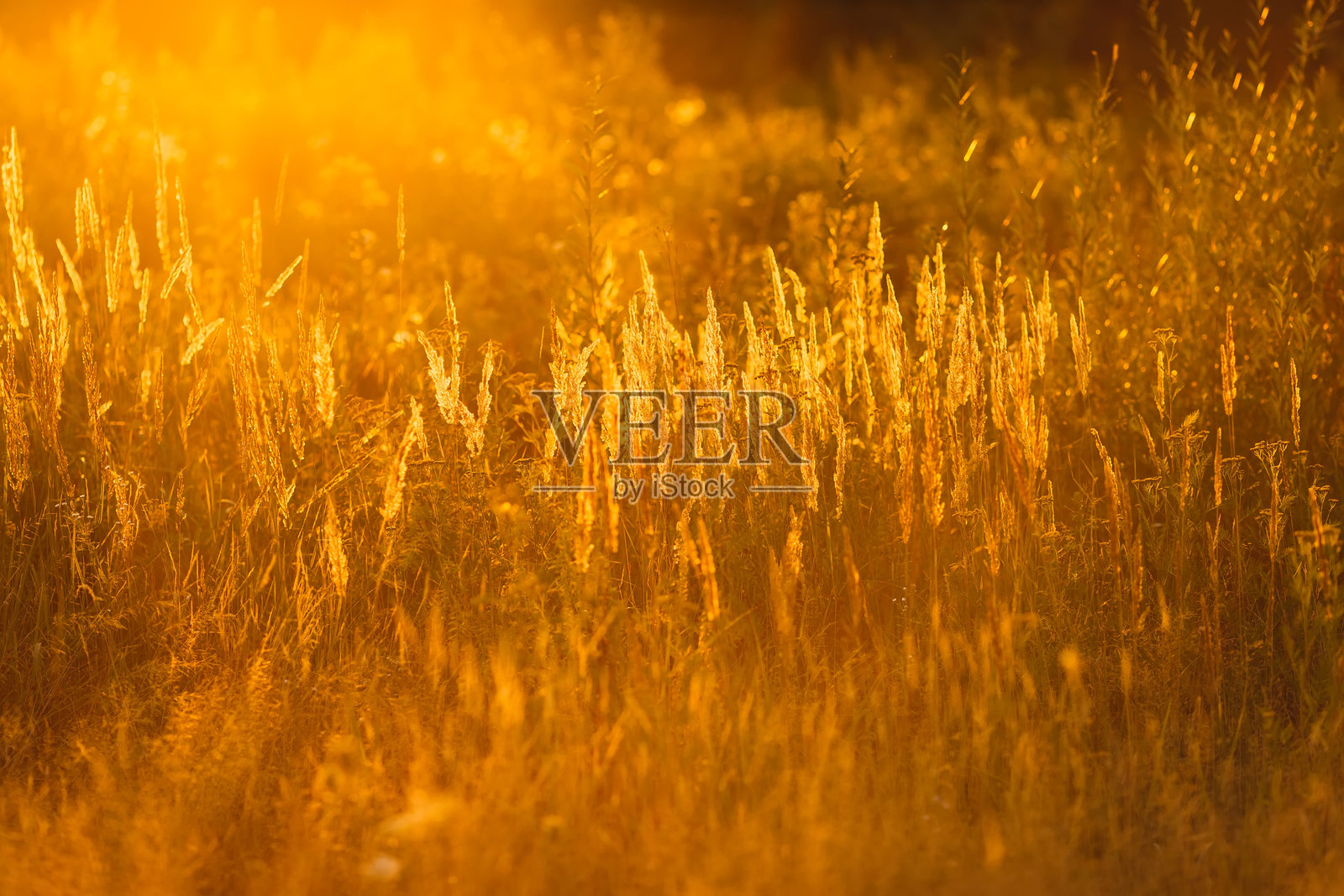 美丽的日落和阳光洒在高草覆盖的田野上照片摄影图片