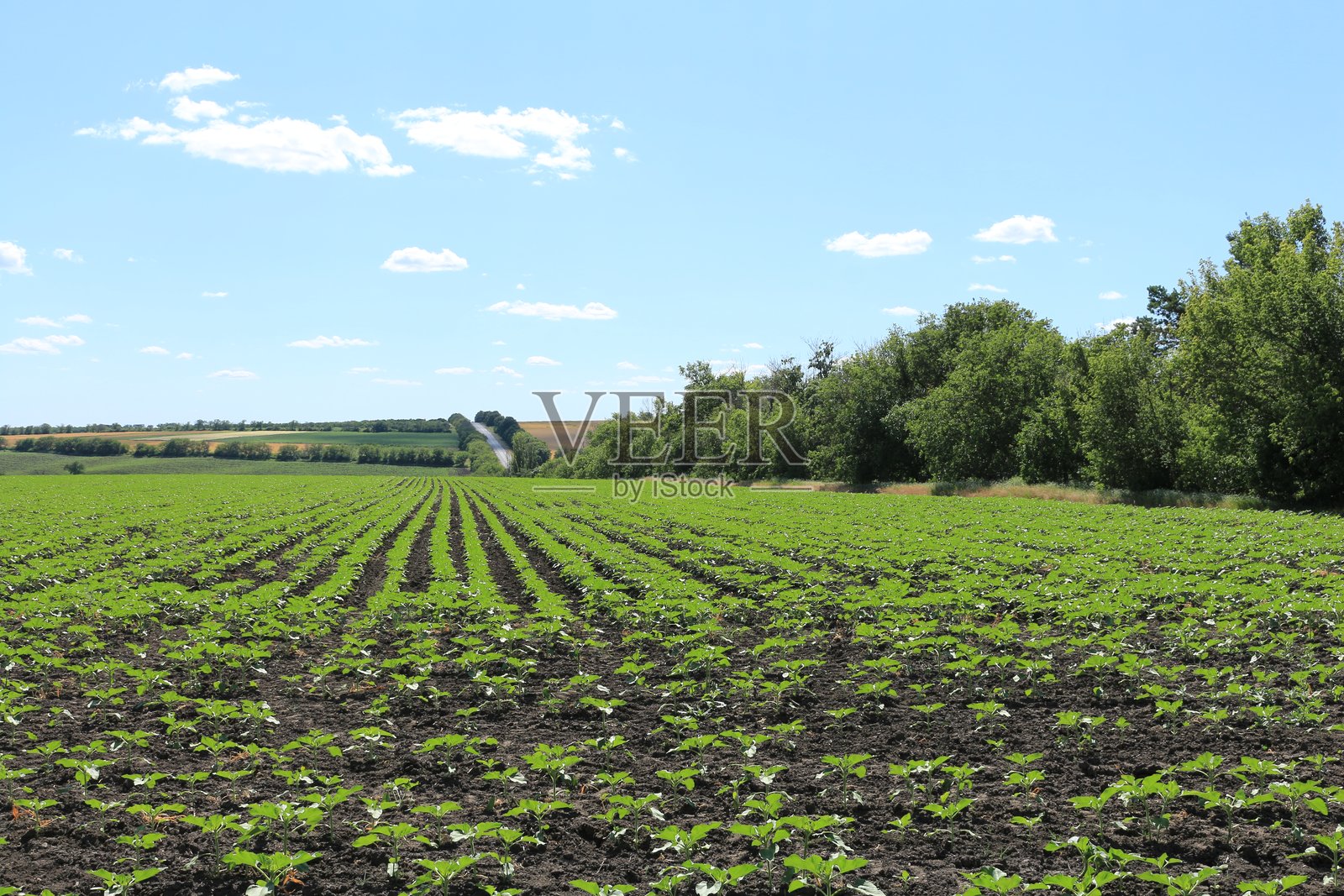 一片农作物田照片摄影图片