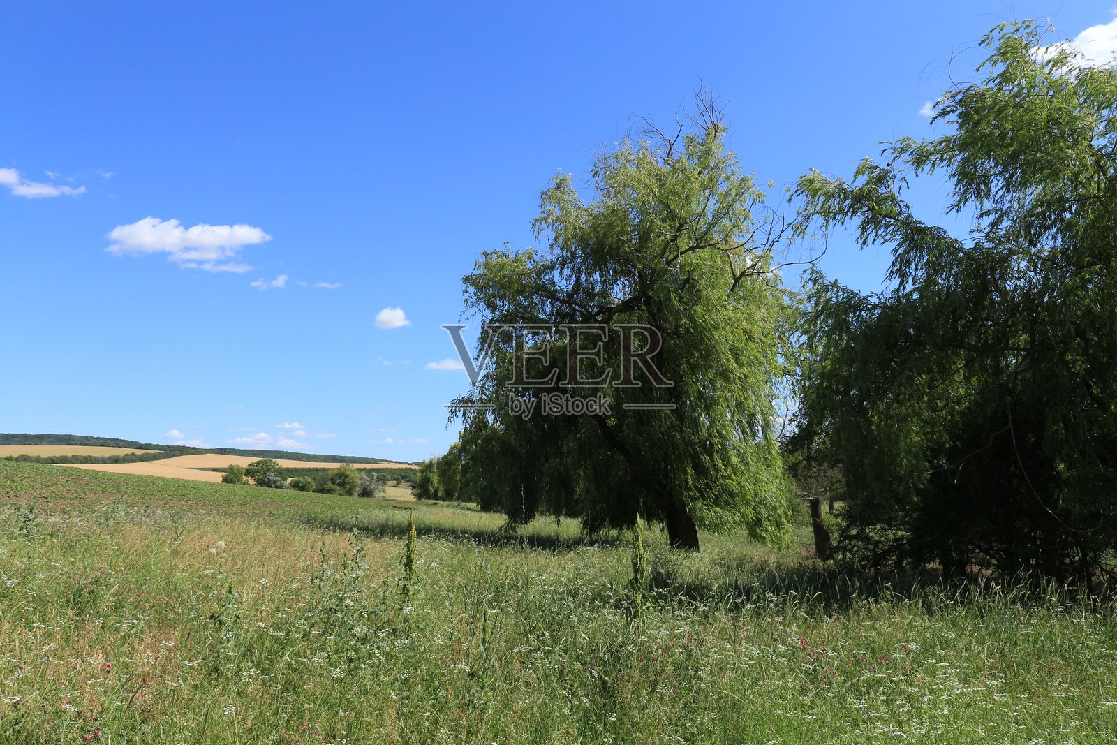 一片有树木和草坪的田野照片摄影图片