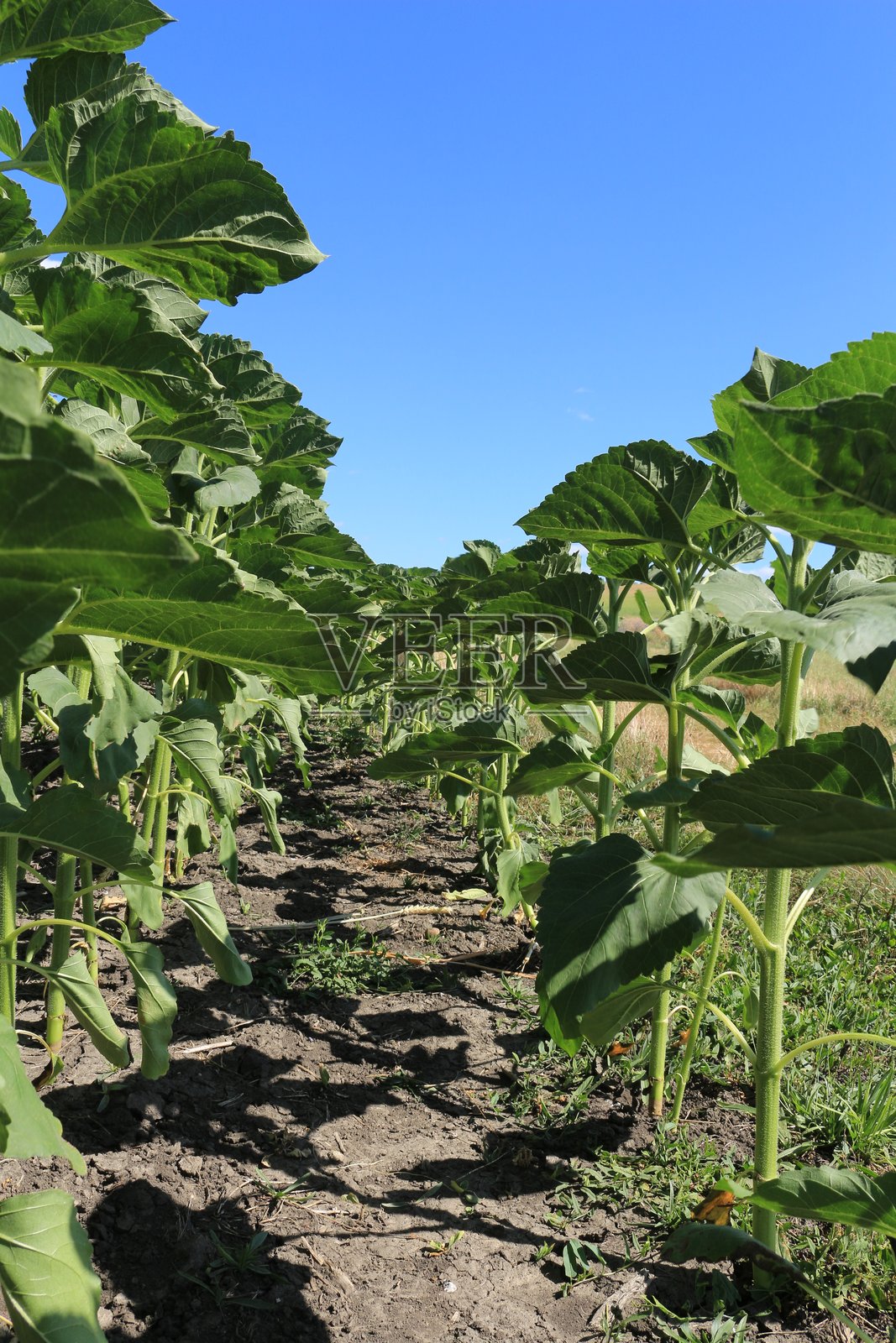 植物的特写镜头照片摄影图片
