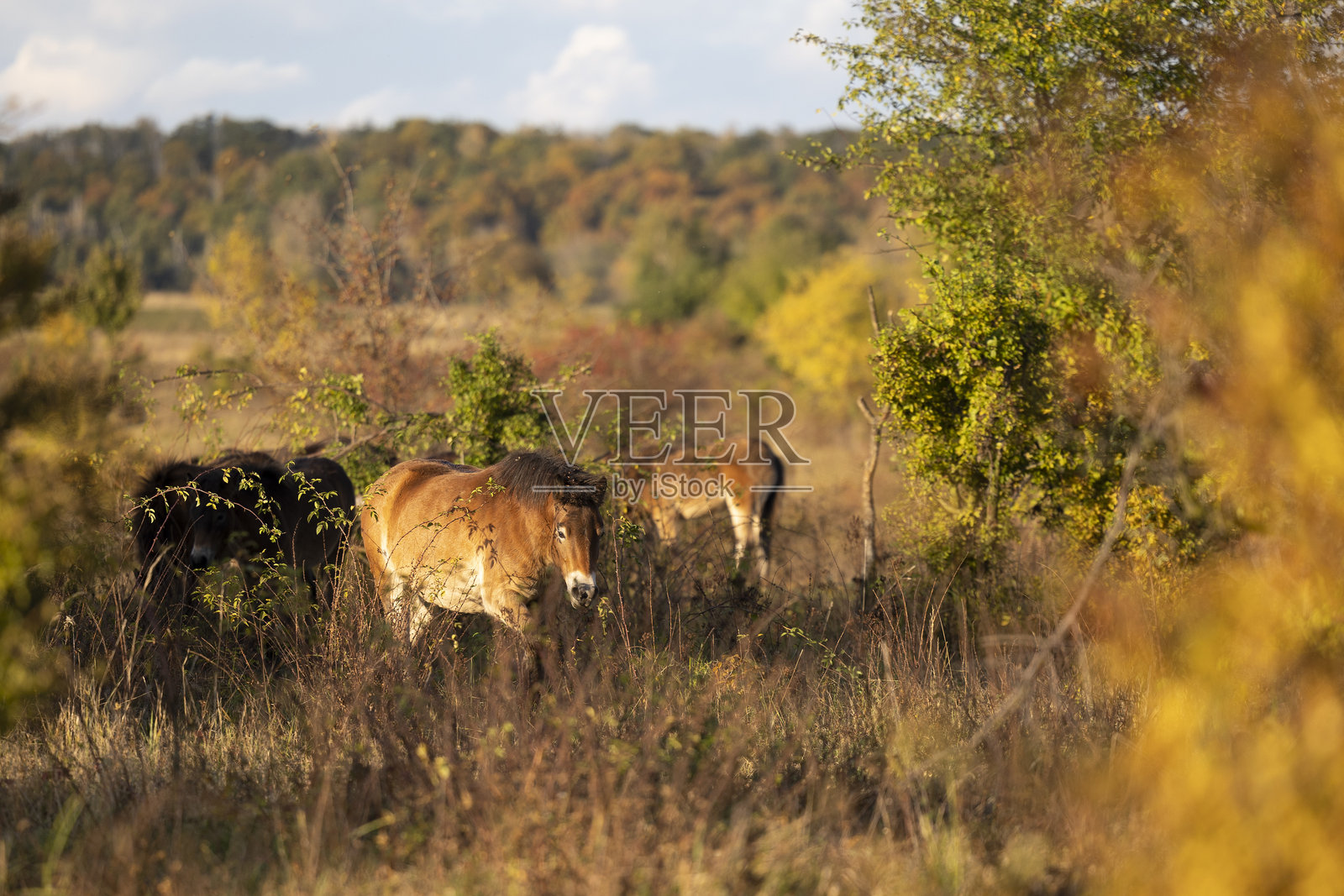 捷克共和国米洛维采自然保护区的欧洲野马群。野马（Equus ferus ferus）。埃克斯穆尔小马，野马。照片摄影图片
