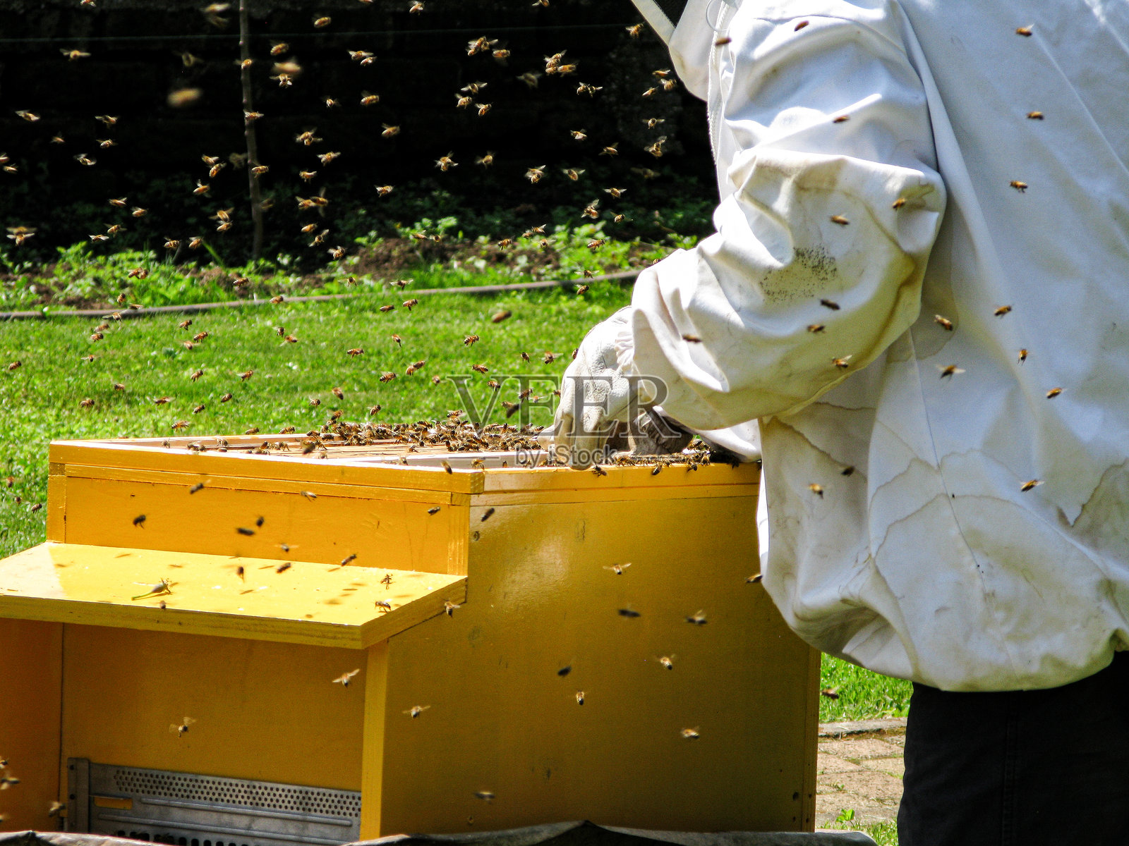 养蜂人在工作中收集蜜蜂群。照片摄影图片
