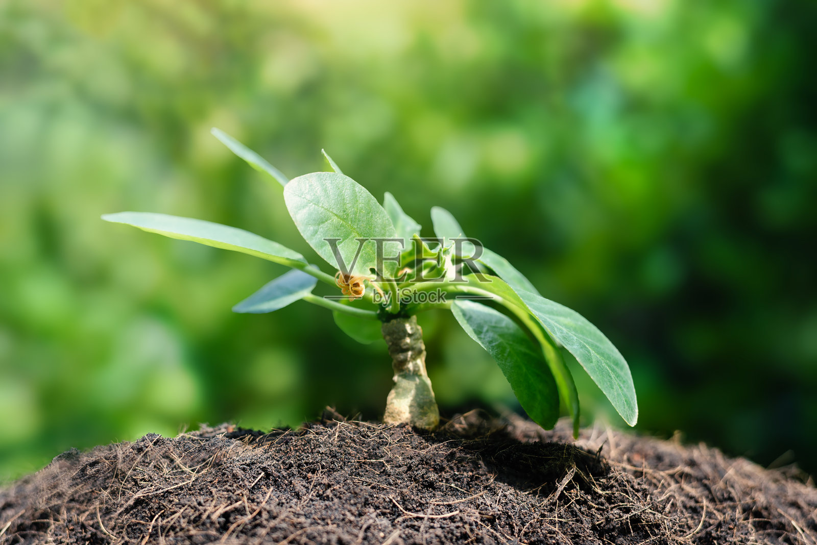 树木特写，背景中有自然生长的树木和美丽的晨光照片摄影图片