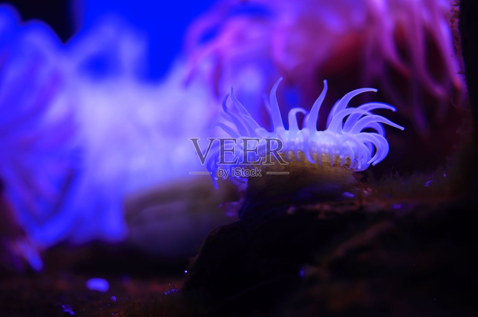 在生动的水下场景中发光的海葵。照片摄影图片