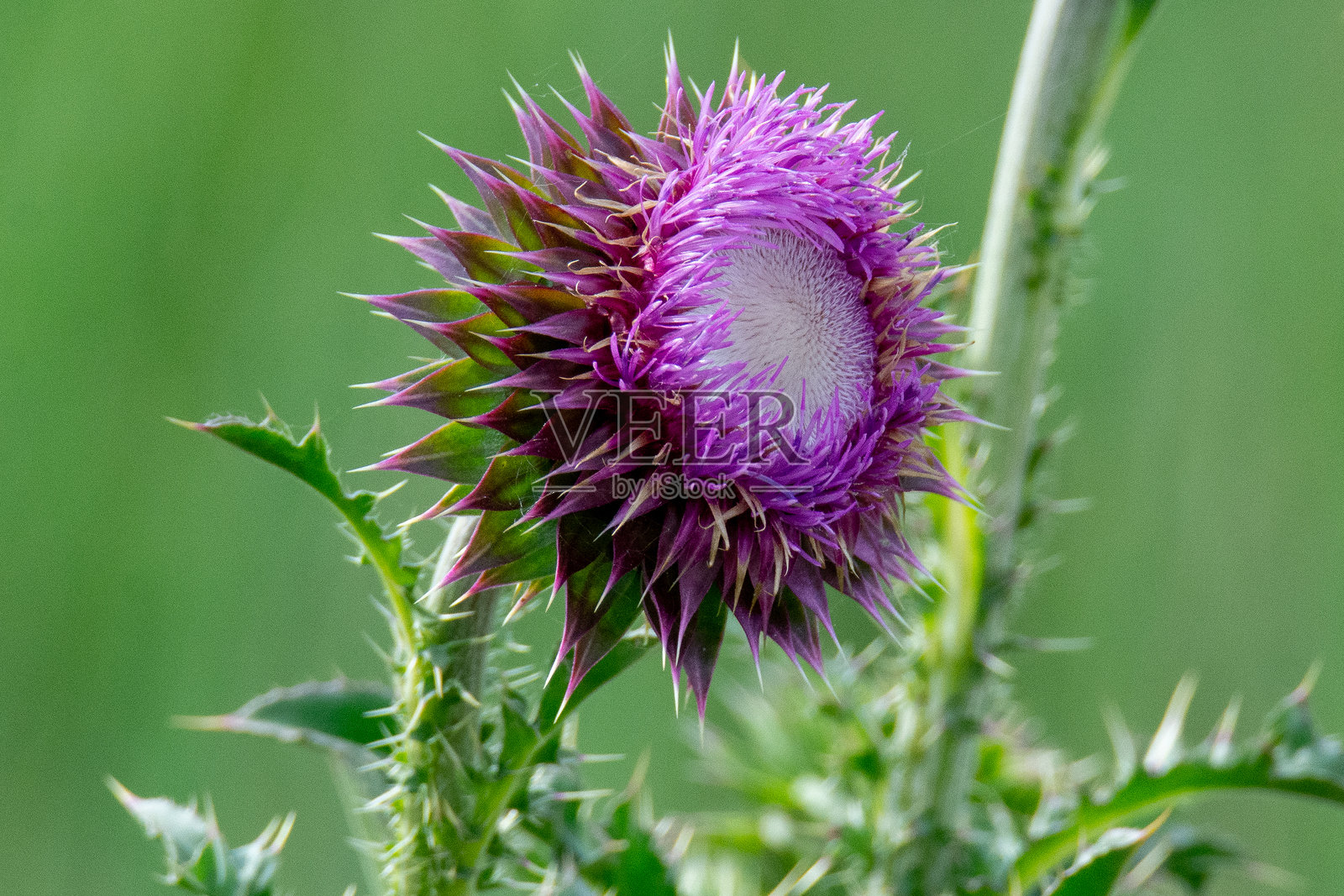 紫色蓟花照片摄影图片