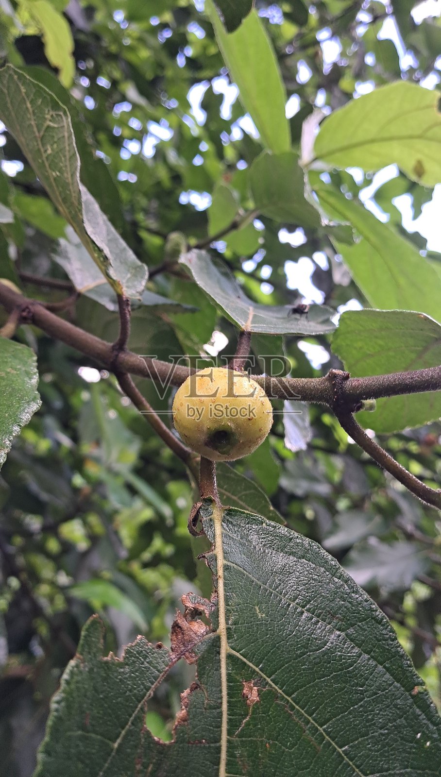 绿色叶子背景上的黄色无花果树果实照片摄影图片