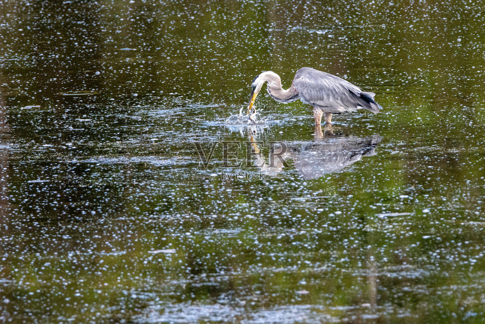 大蓝鹭从水中拉出美洲鳗鱼照片摄影图片