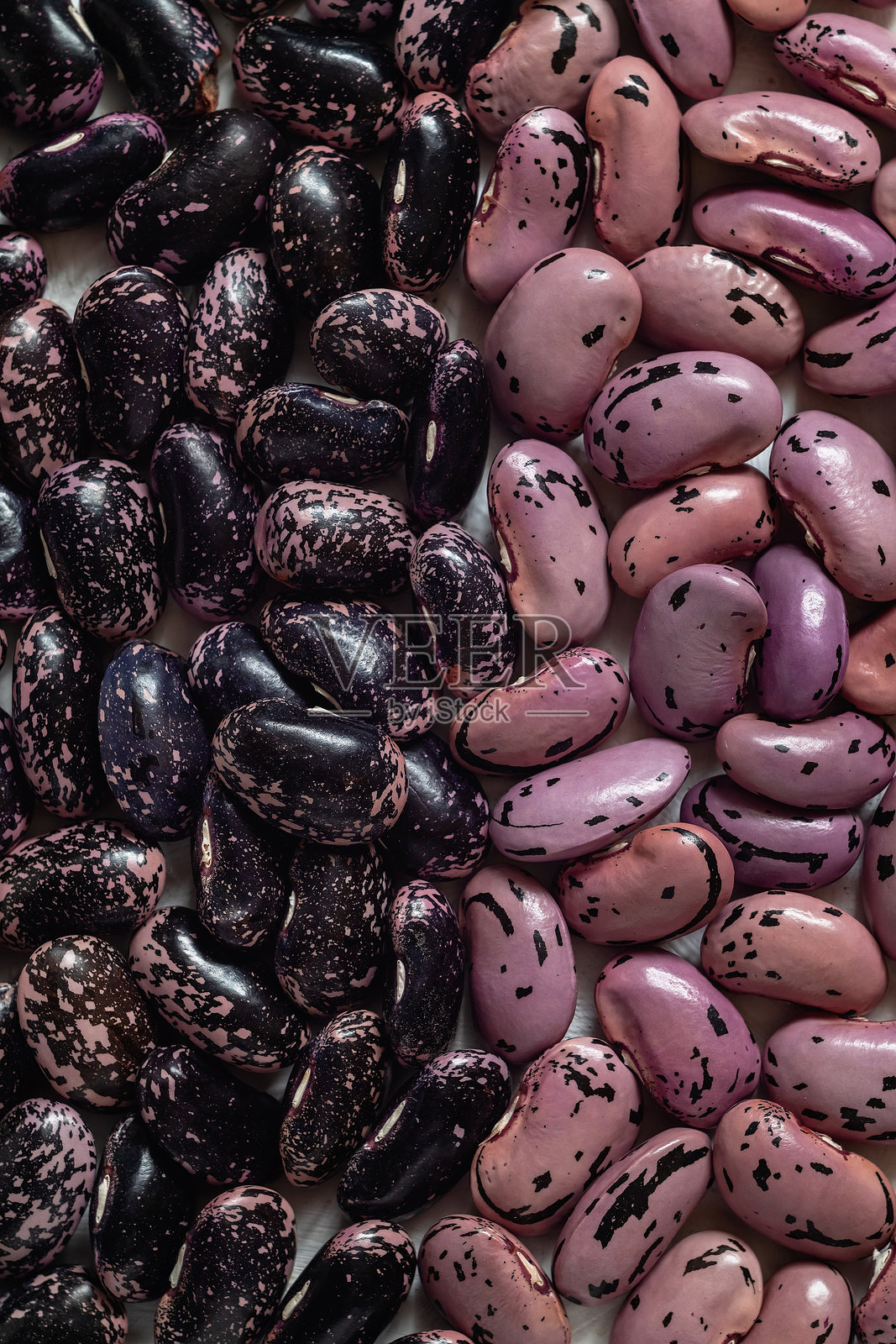 猩红跑豆。各种颜色的猩红跑豆。紫色和蓝色的豆子。食品背景。照片摄影图片