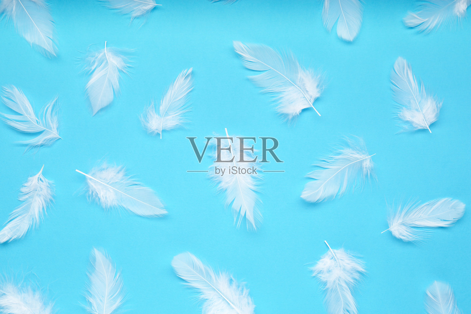 美丽的羽毛在浅蓝色背景上，平铺展示照片摄影图片