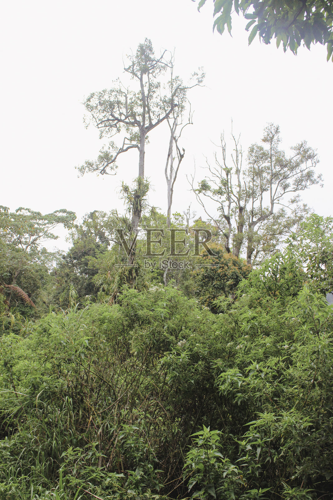 郁郁葱葱的生物多样性森林景观，树木高大，绿植茂密照片摄影图片