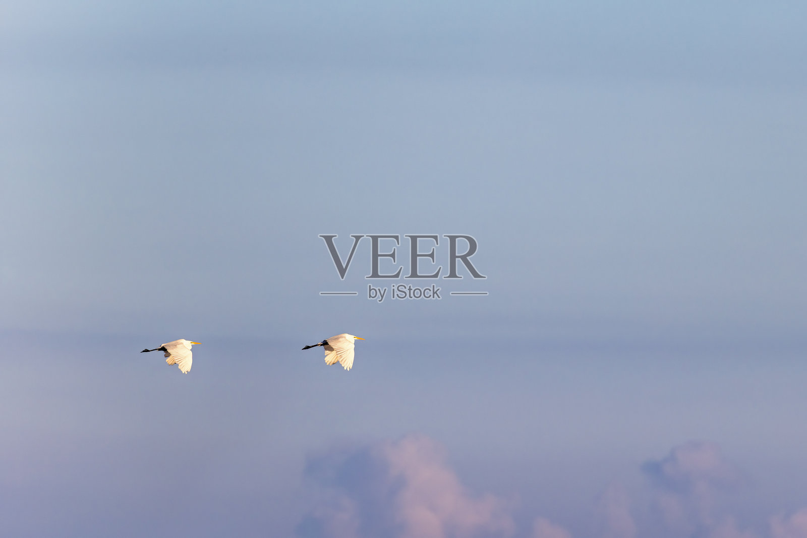 一对大白鹭在阳光明媚的天空中飞翔照片摄影图片