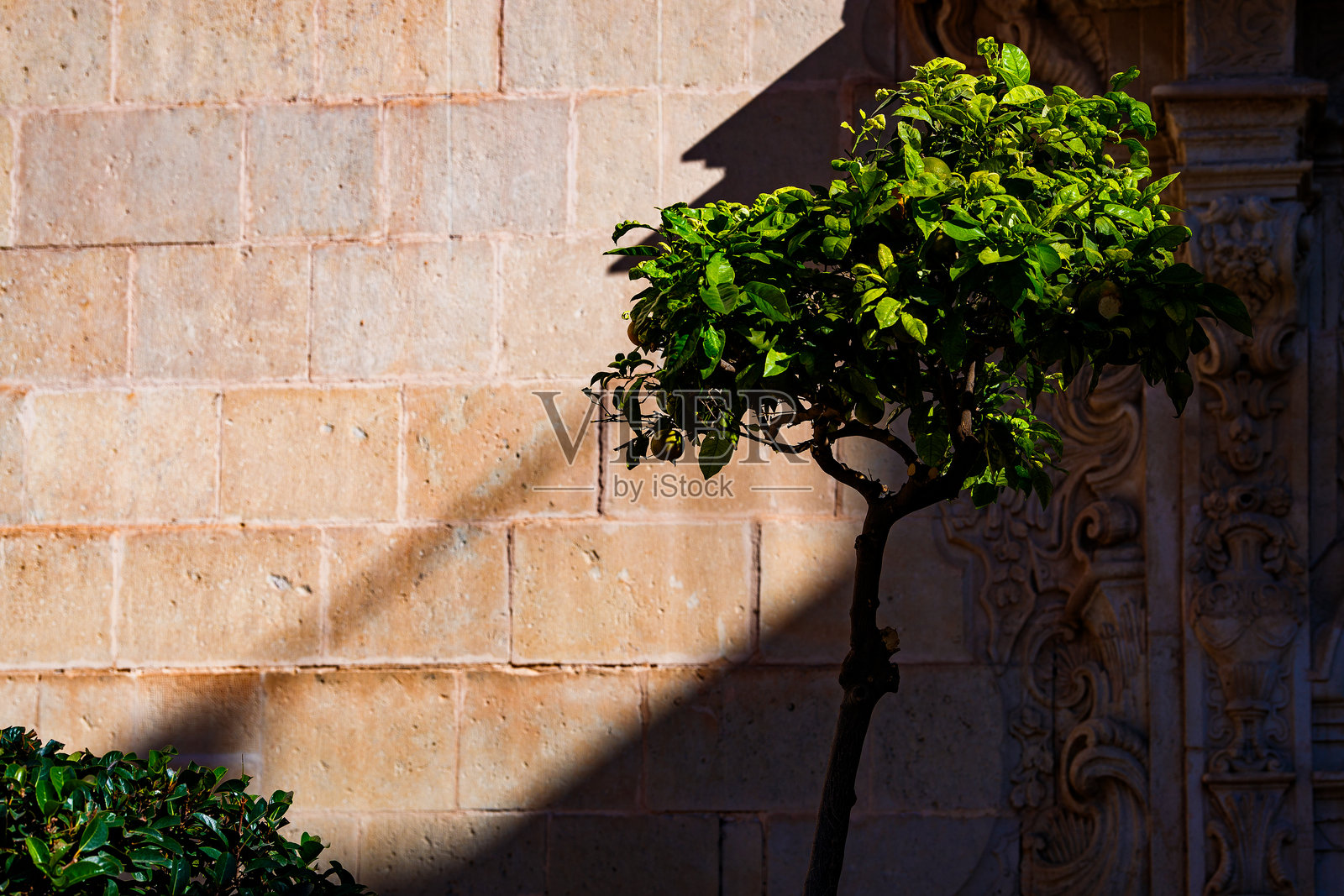 阿利坎特老城中的树照片摄影图片