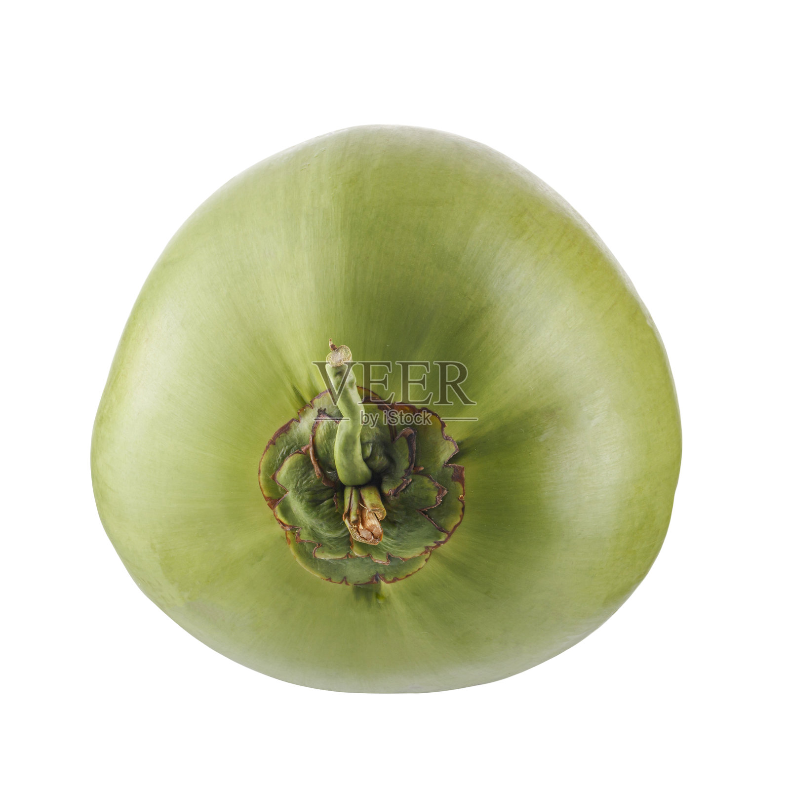 绿色椰子孤立在白色背景上照片摄影图片